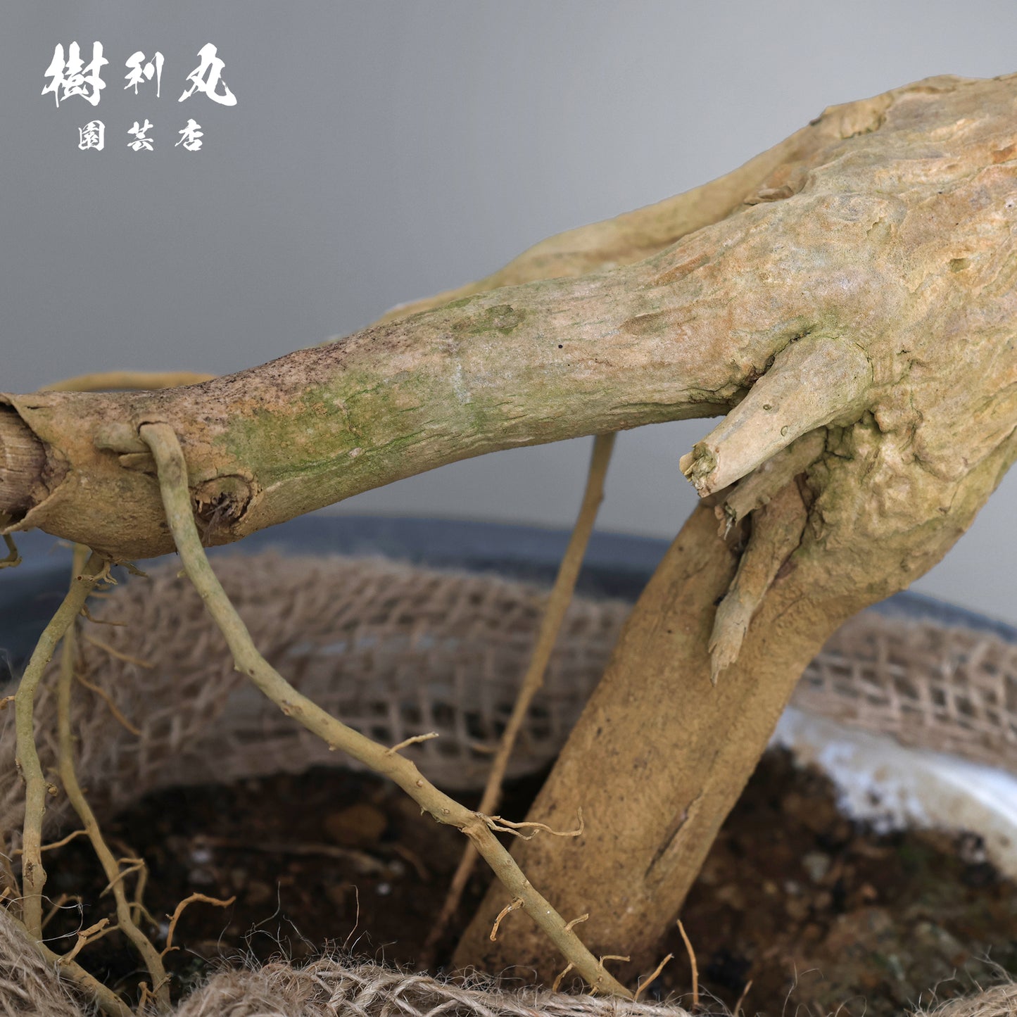 無駄のない造形美 - ドラセナ