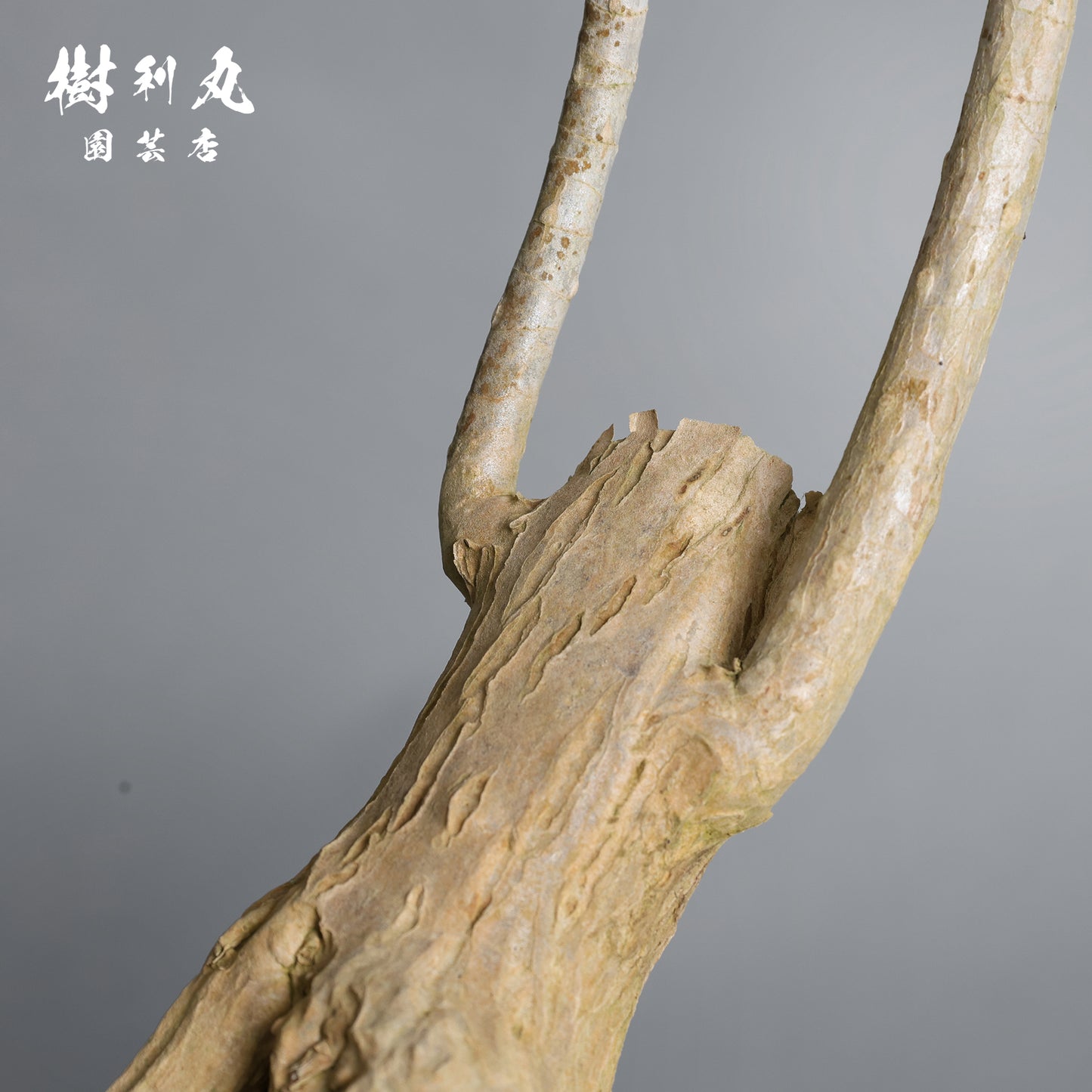 無駄のない造形美 - ドラセナ