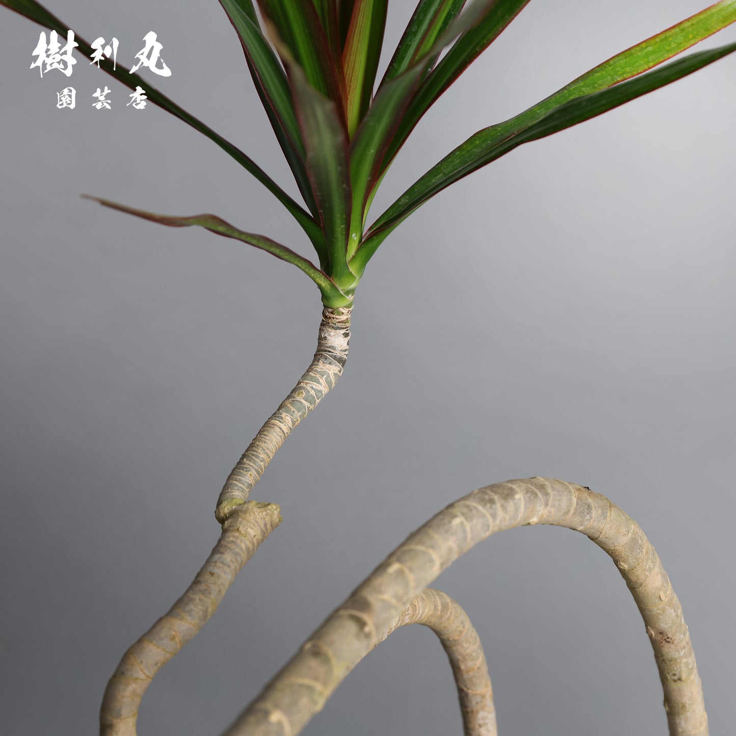 無駄のない造形美 - ドラセナ