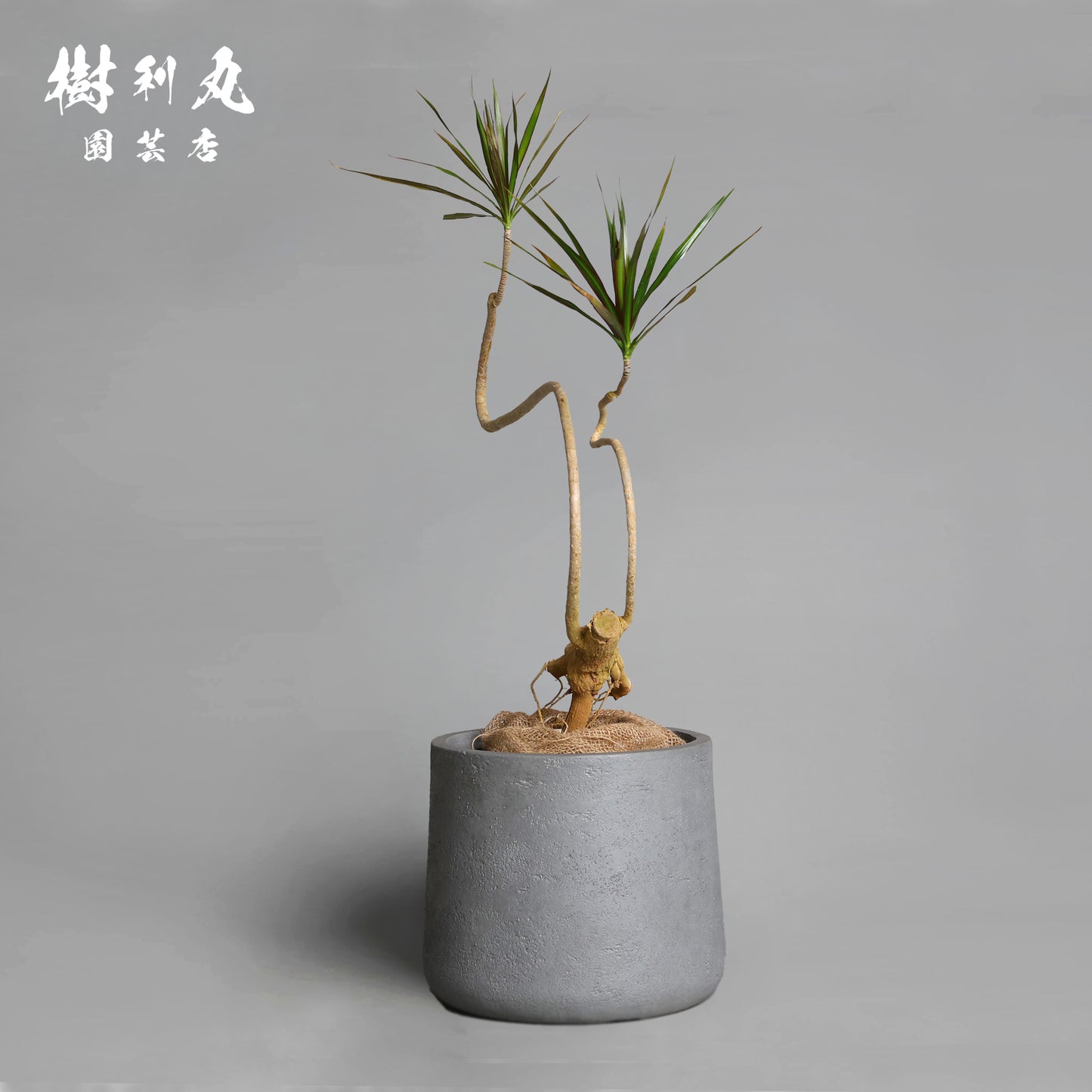 無駄のない造形美 - ドラセナ