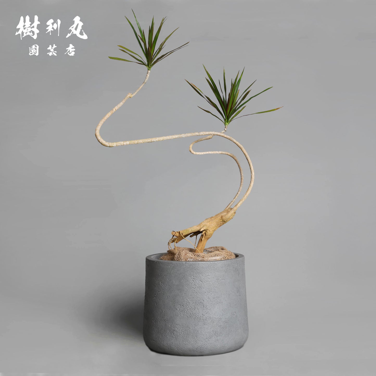 無駄のない造形美 - ドラセナ