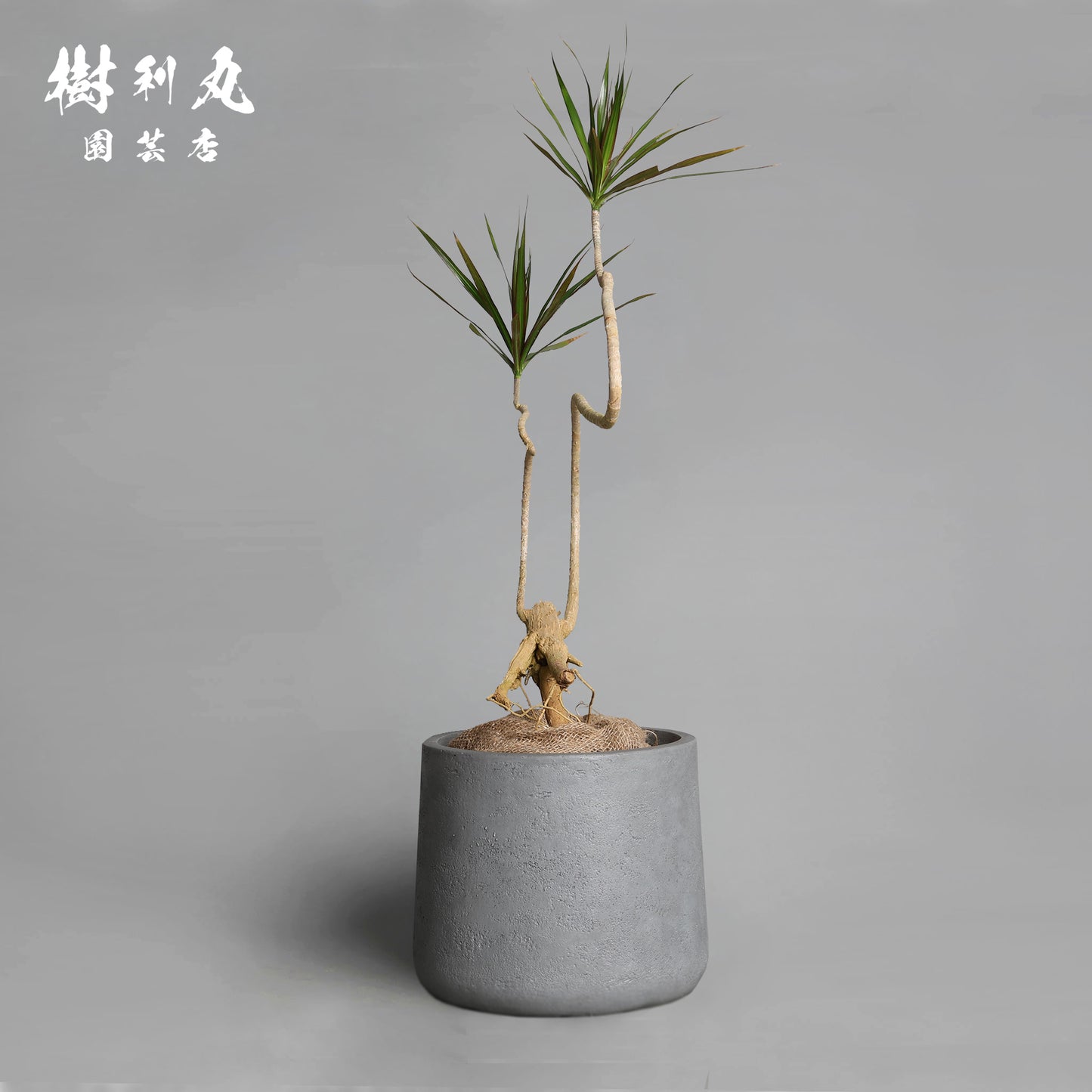 無駄のない造形美 - ドラセナ