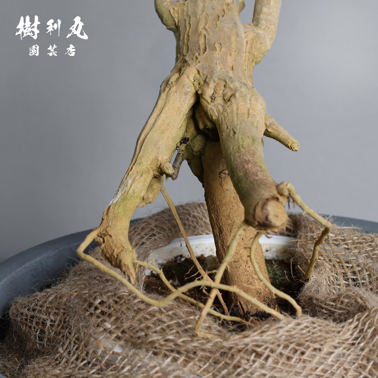 無駄のない造形美 - ドラセナ