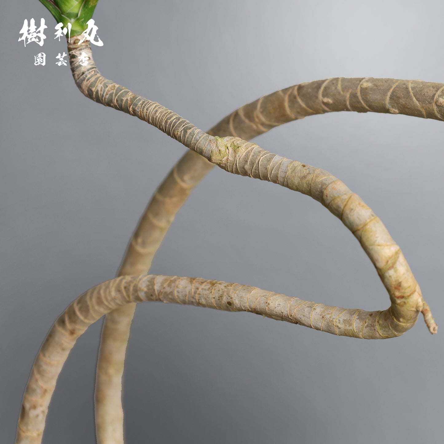 無駄のない造形美 - ドラセナ