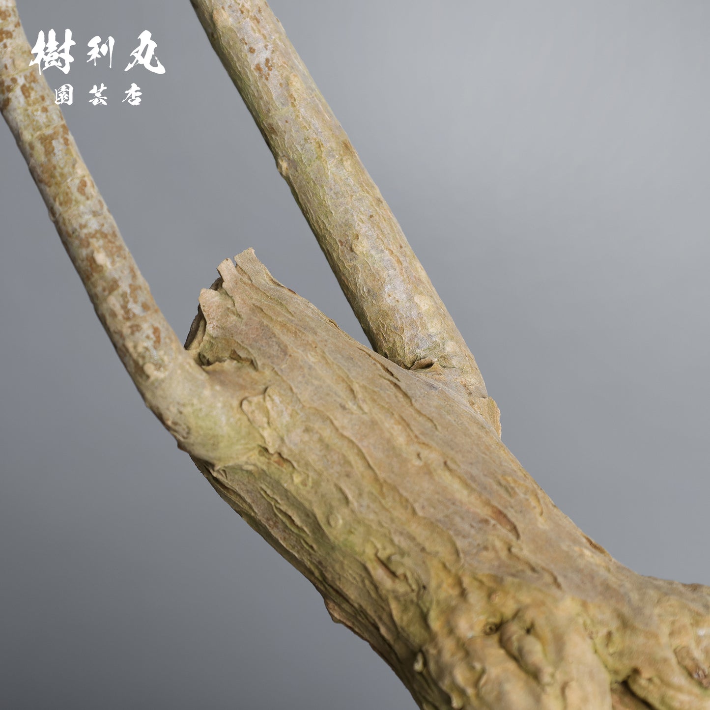 無駄のない造形美 - ドラセナ