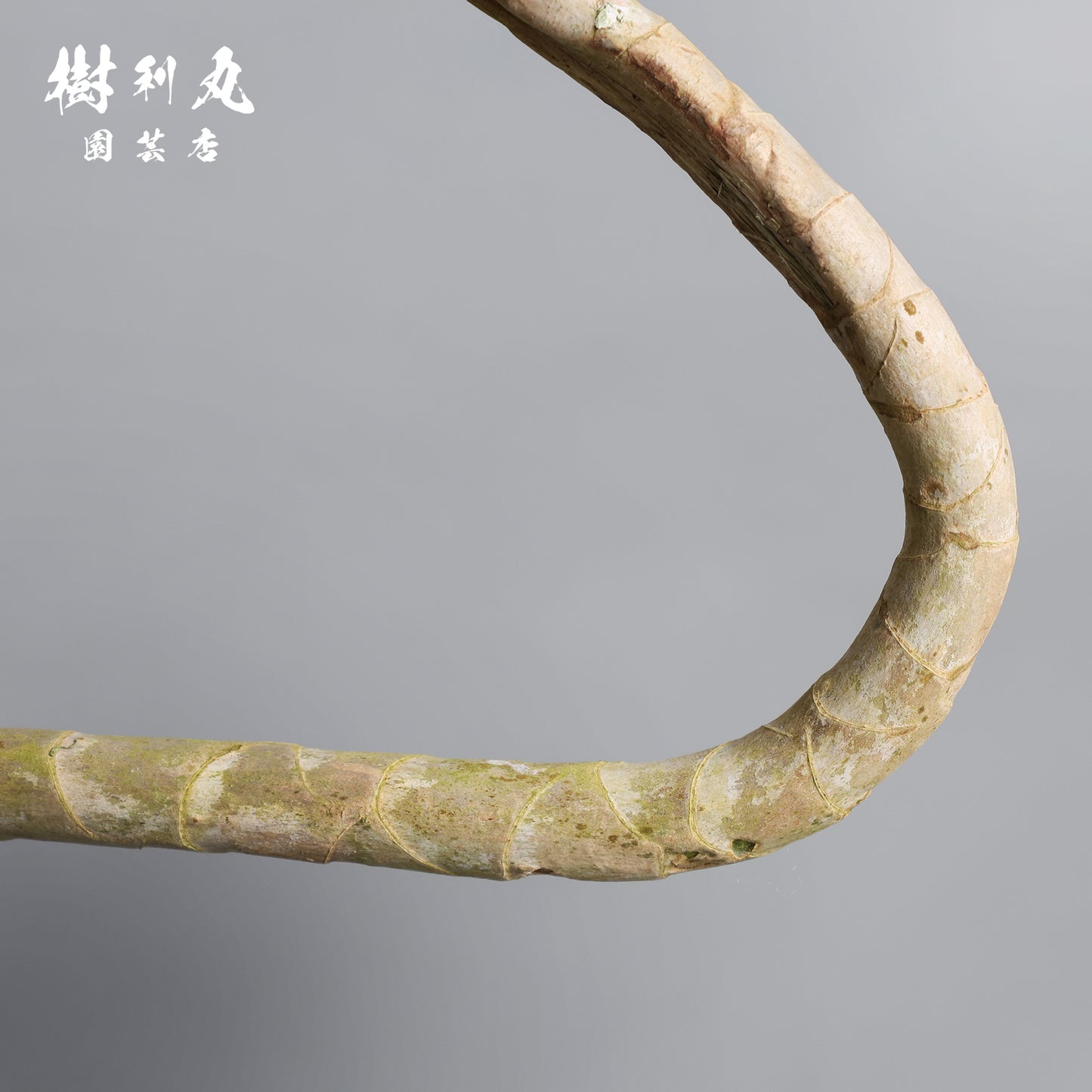 無駄のない造形美 - ドラセナ