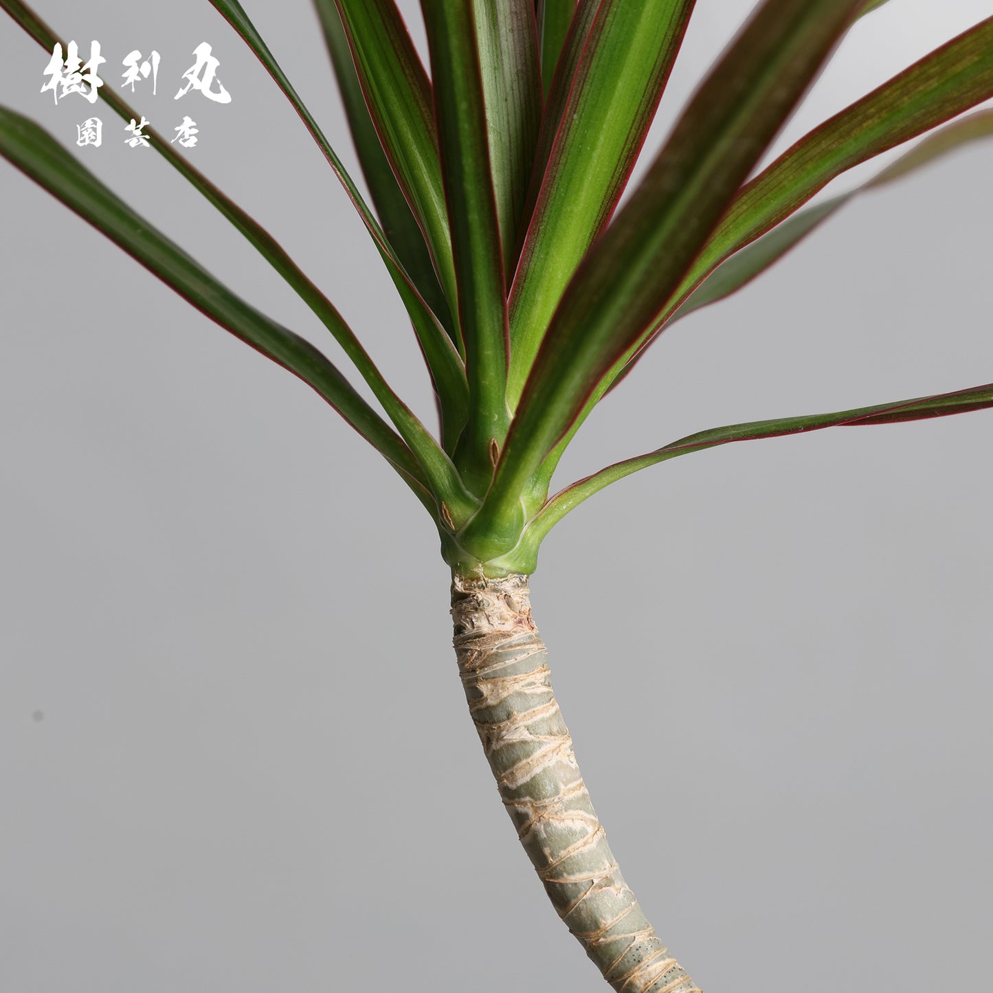 無駄のない造形美 - ドラセナ