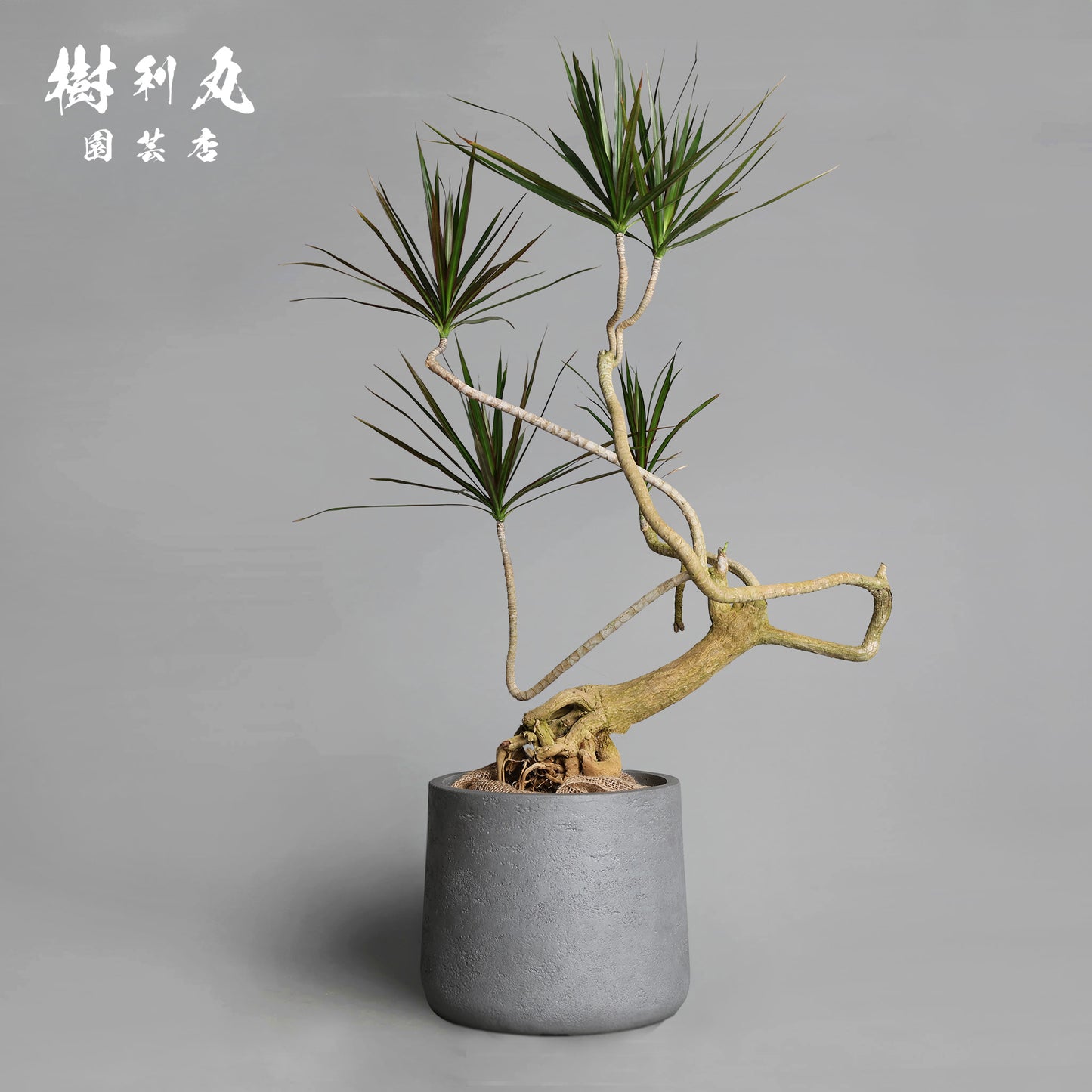 静かなる胆力 - ドラセナ