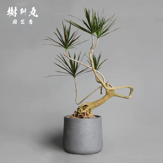 静かなる胆力 - ドラセナ