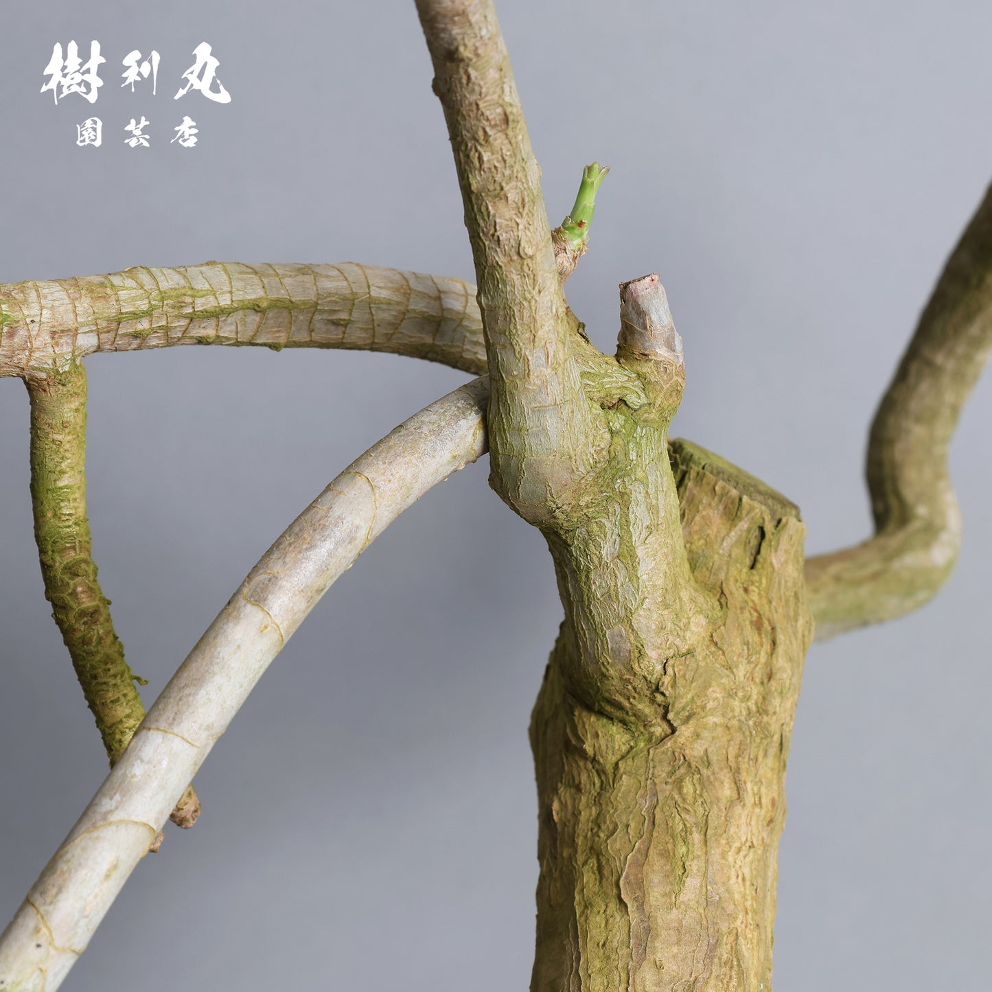 静かなる胆力 - ドラセナ