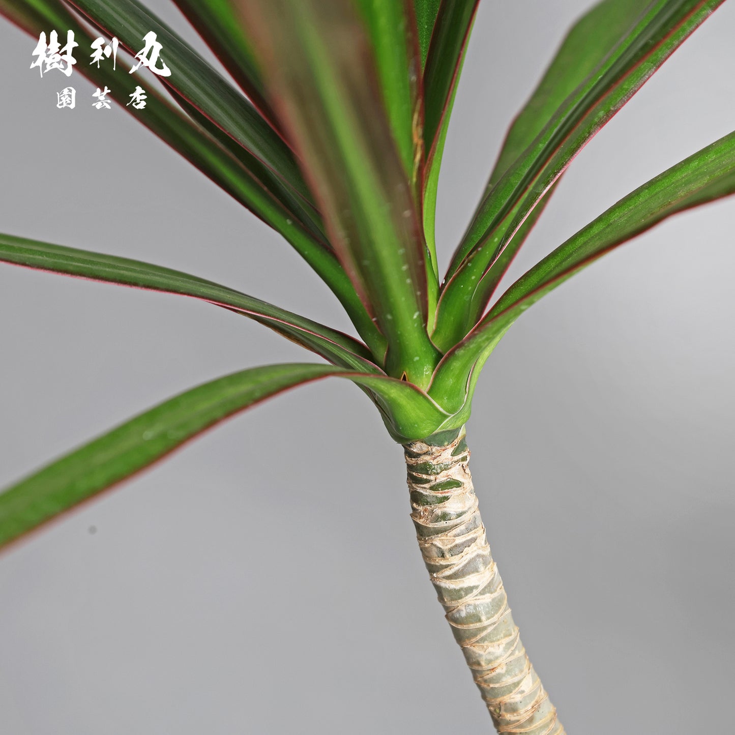 静かなる胆力 - ドラセナ