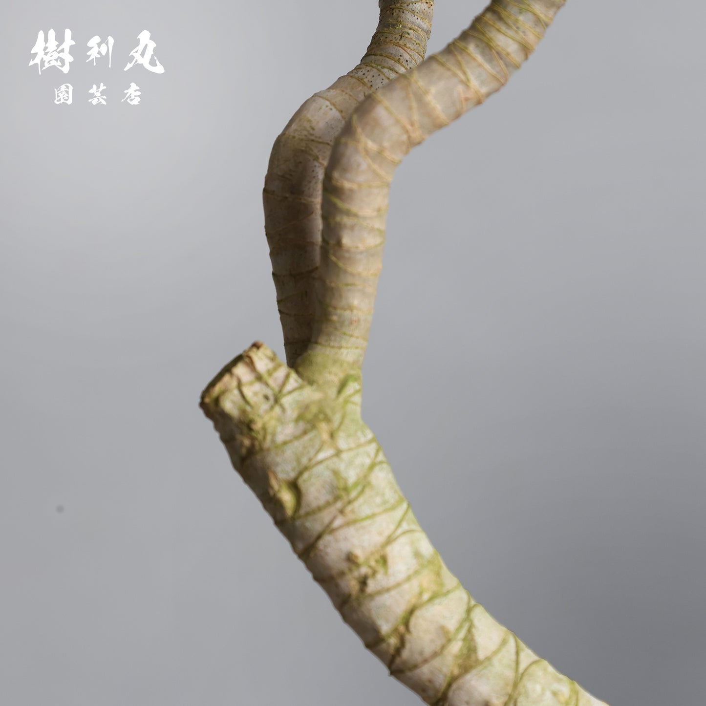 静かなる胆力 - ドラセナ