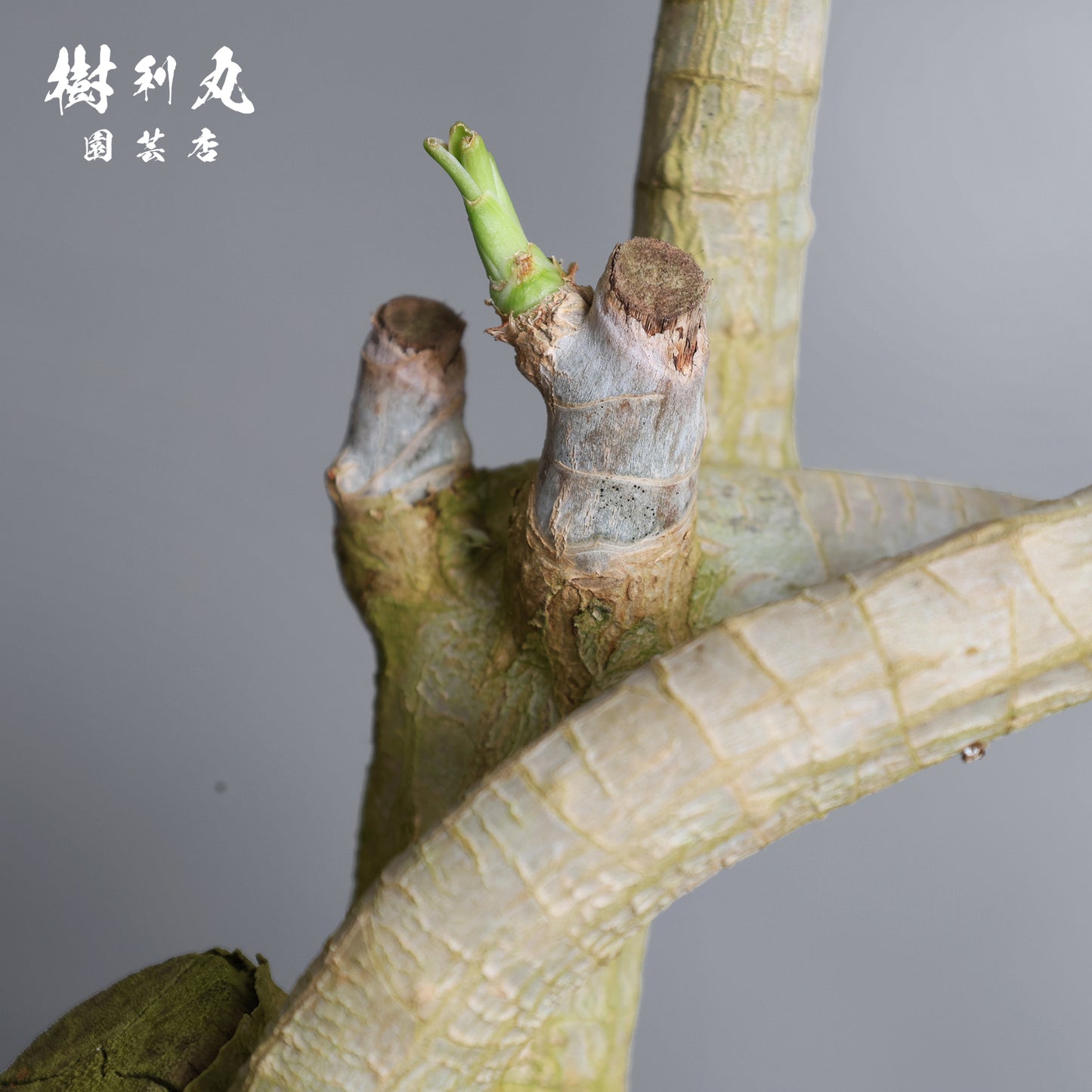 静かなる胆力 - ドラセナ