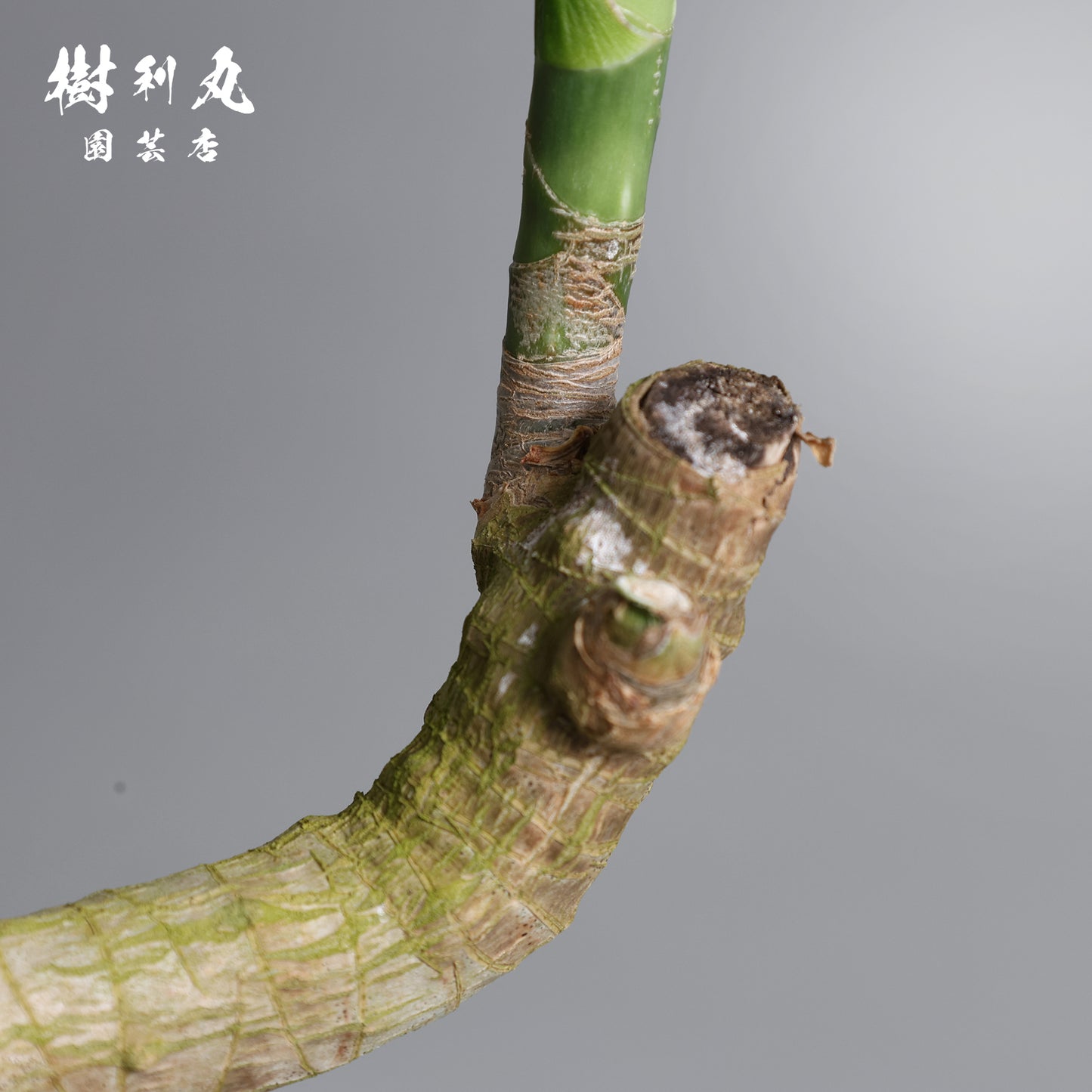 静かなる胆力 - ドラセナ