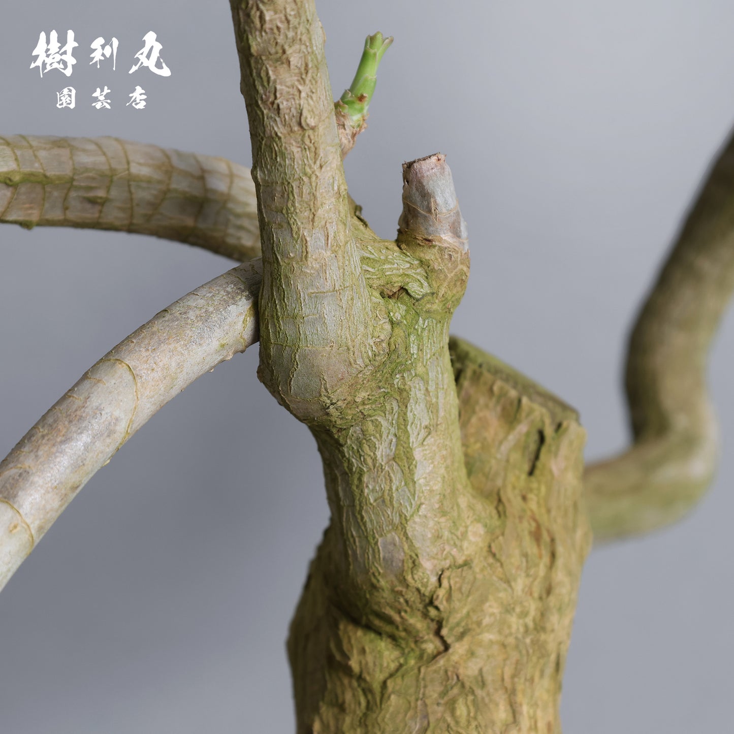 静かなる胆力 - ドラセナ