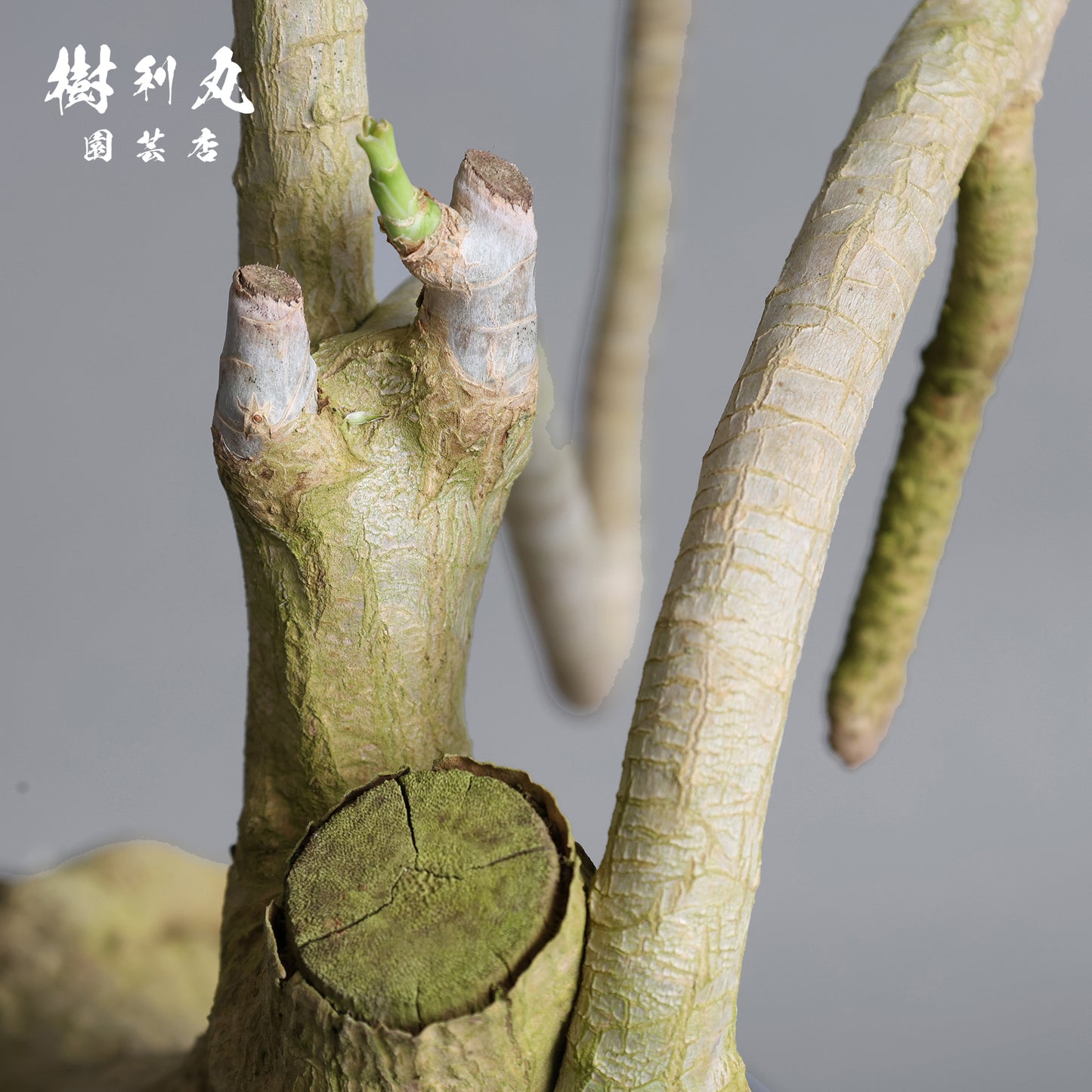 静かなる胆力 - ドラセナ