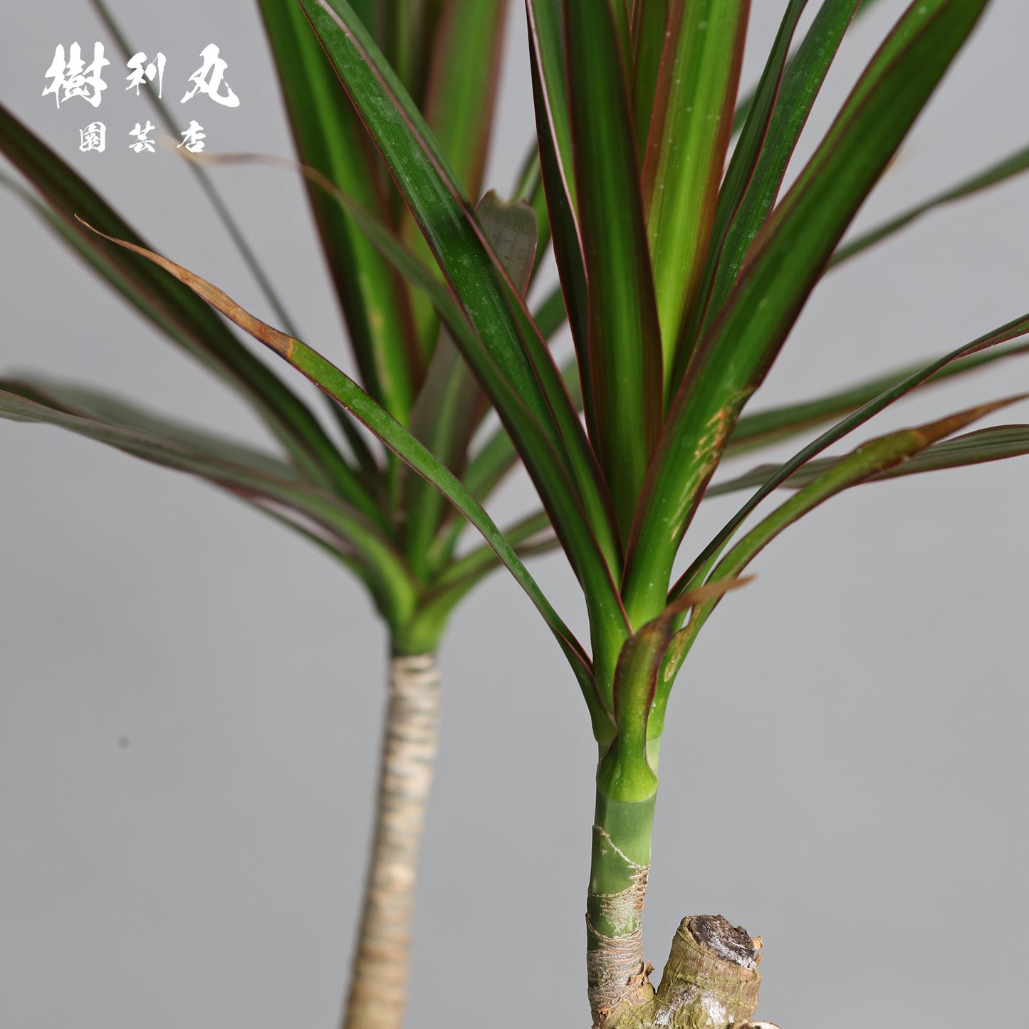 静かなる胆力 - ドラセナ