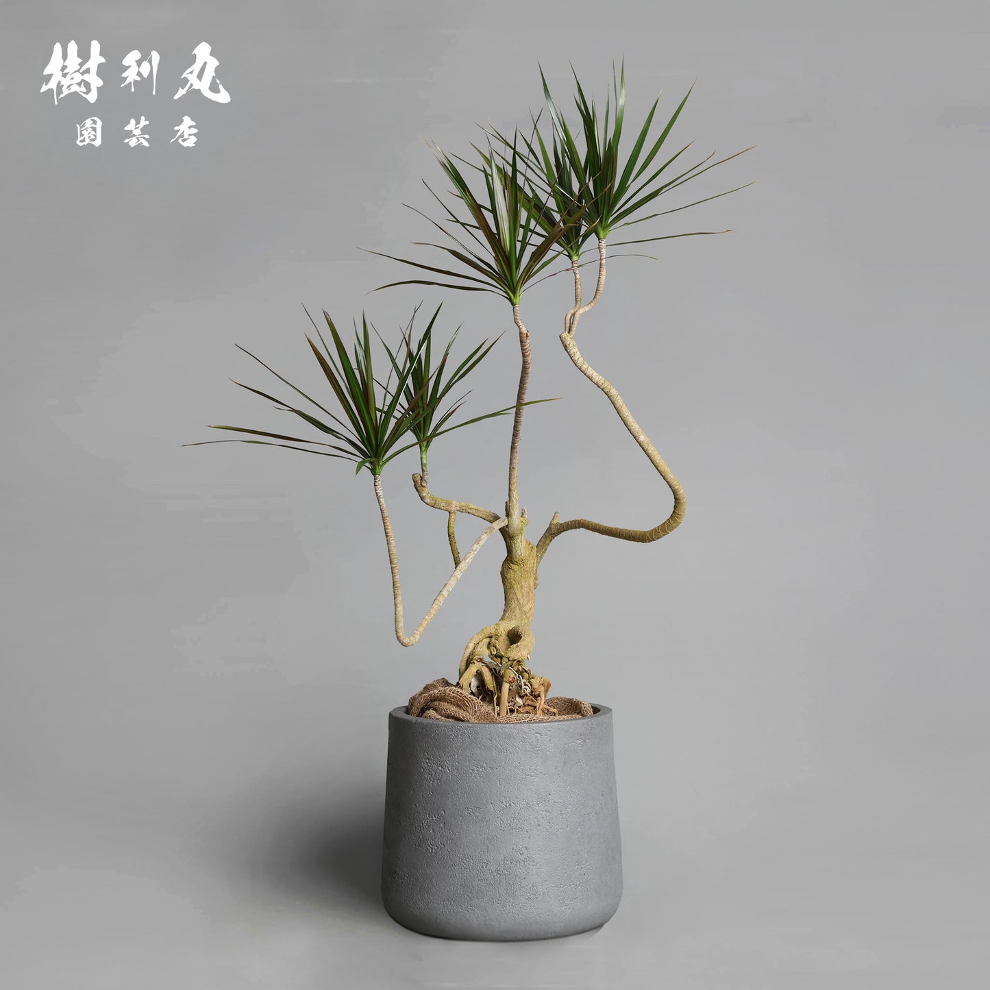 静かなる胆力 - ドラセナ