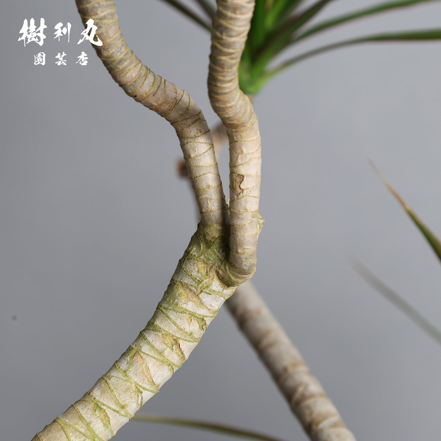 静かなる胆力 - ドラセナ