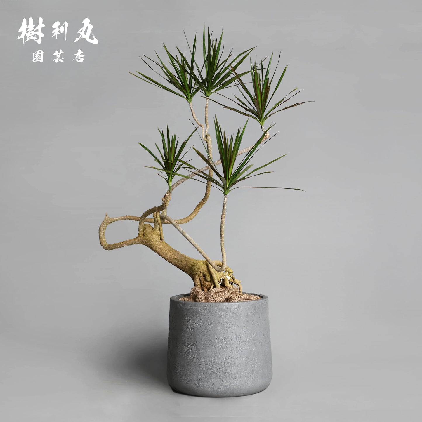 静かなる胆力 - ドラセナ