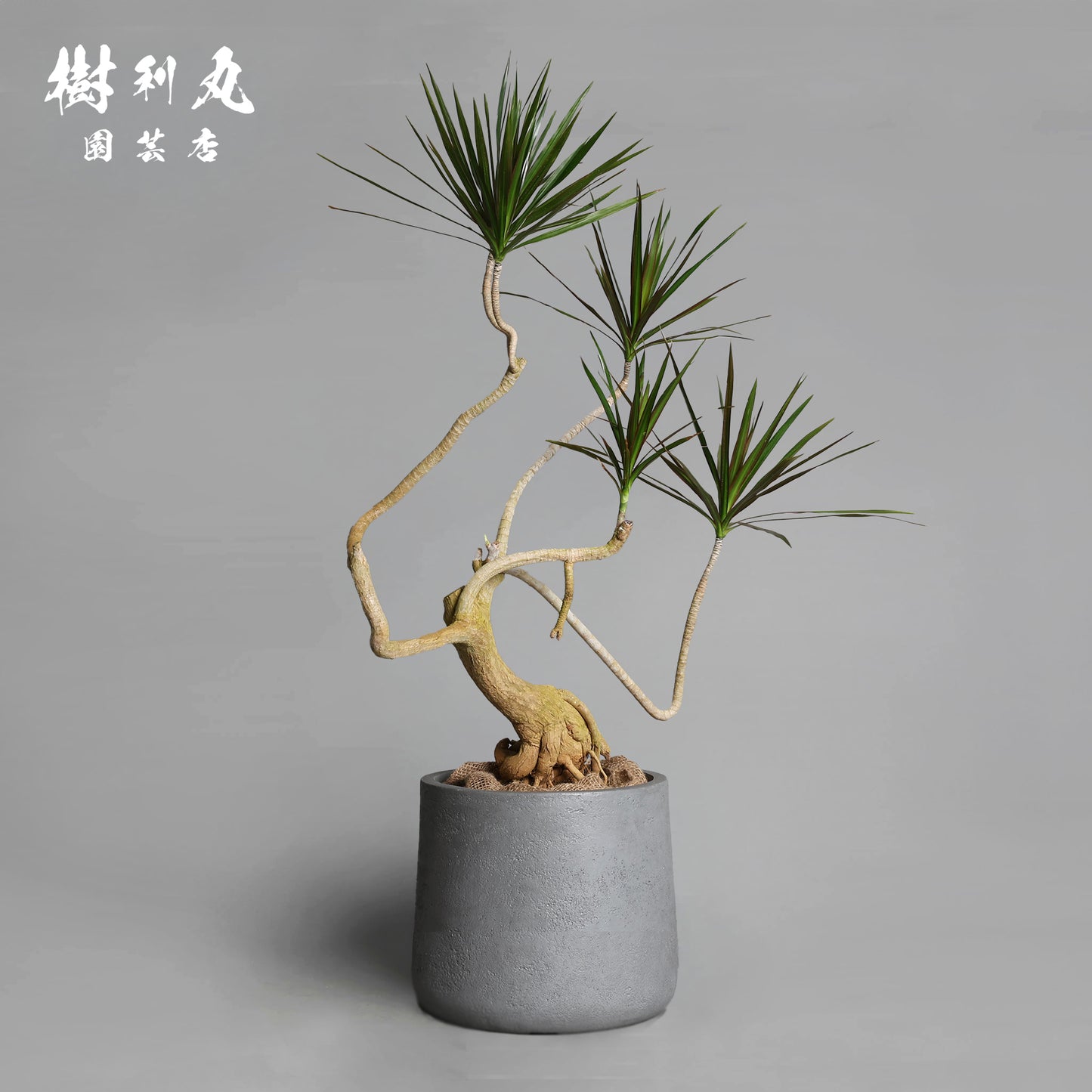 静かなる胆力 - ドラセナ