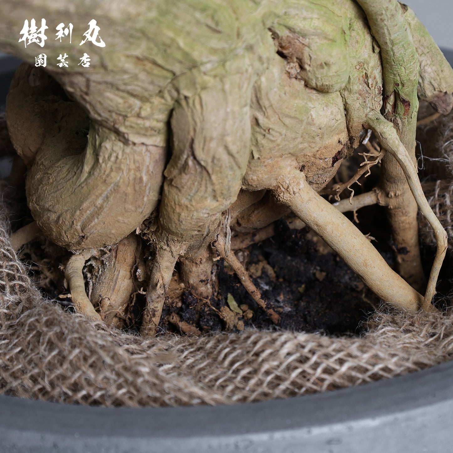 静かなる胆力 - ドラセナ