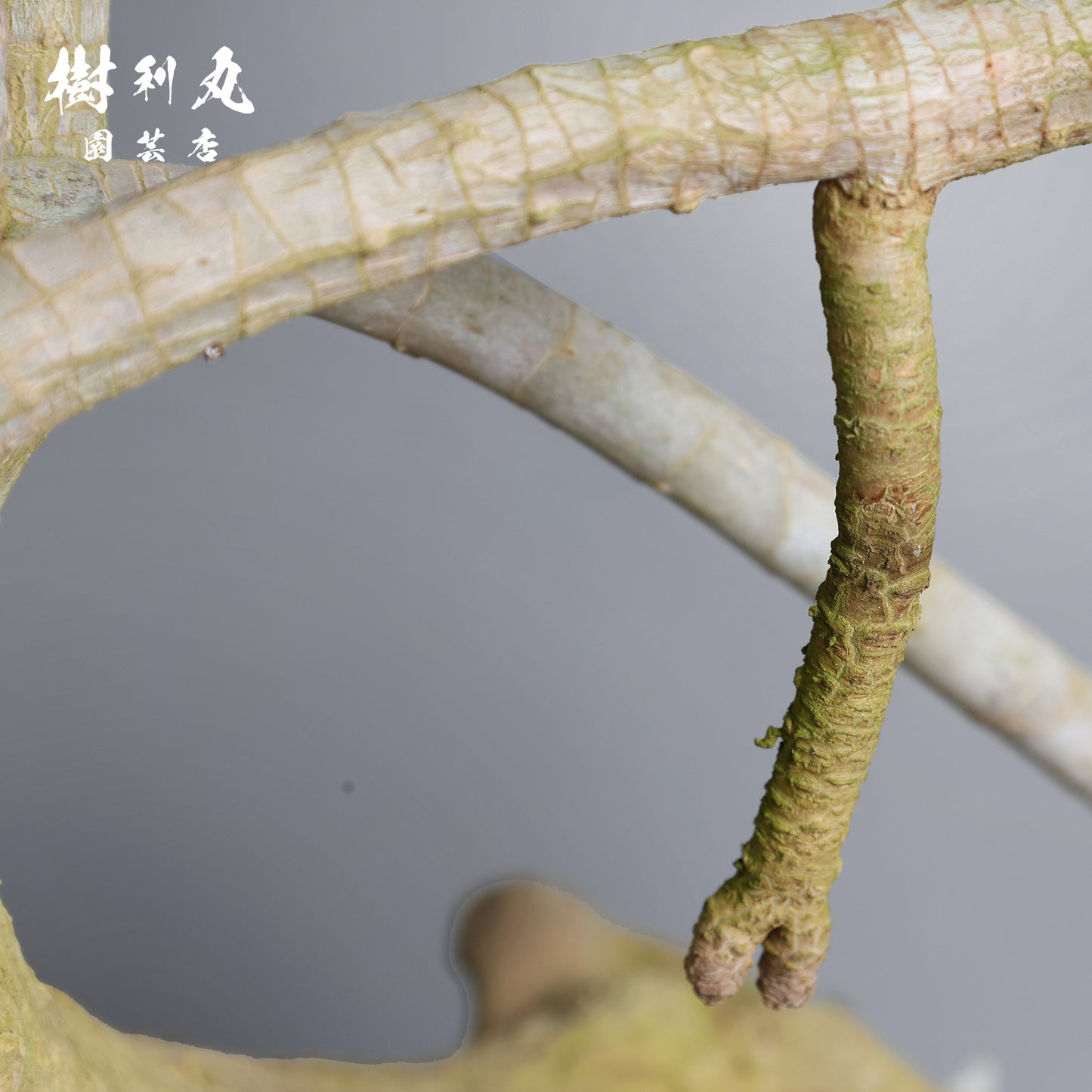 静かなる胆力 - ドラセナ