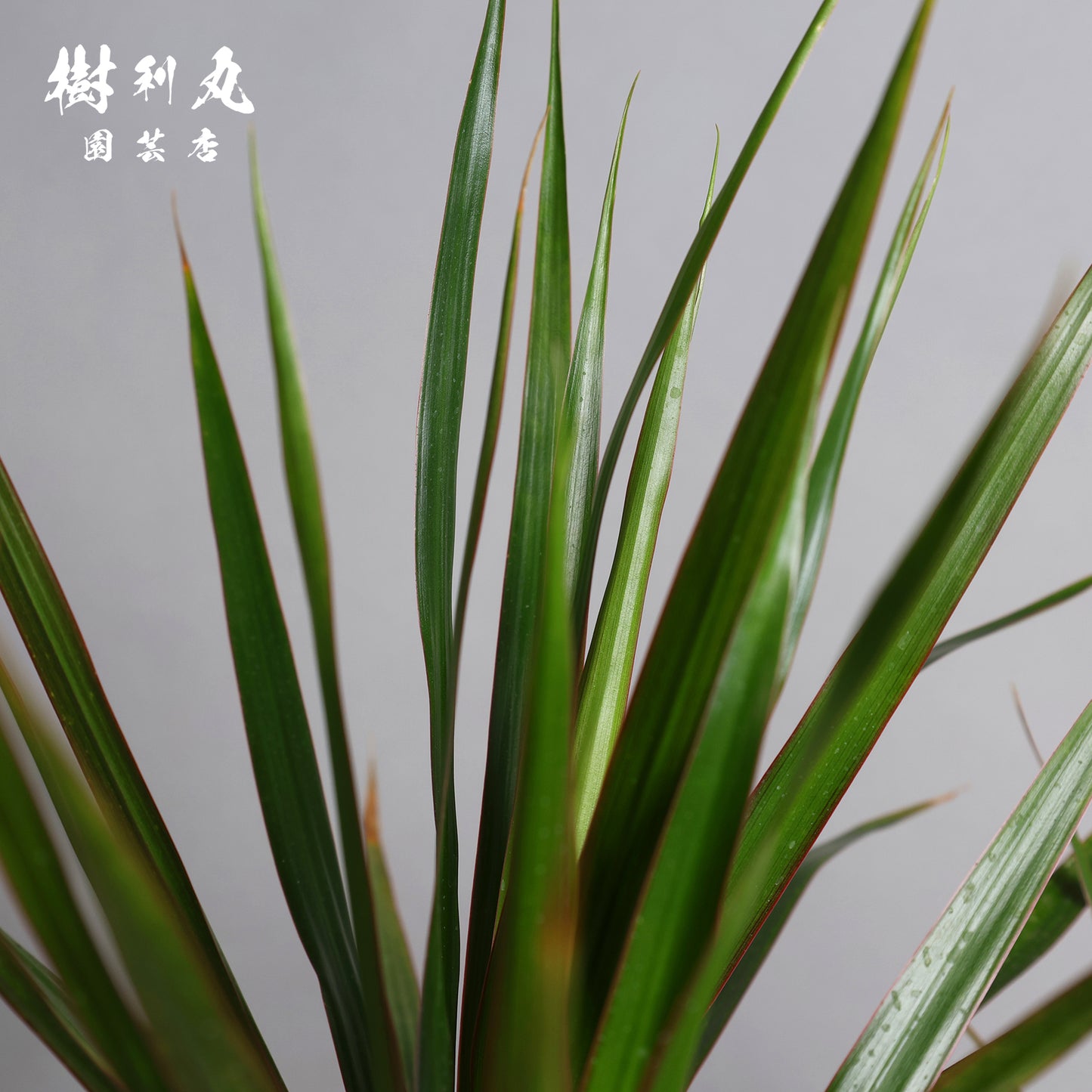 静かなる胆力 - ドラセナ