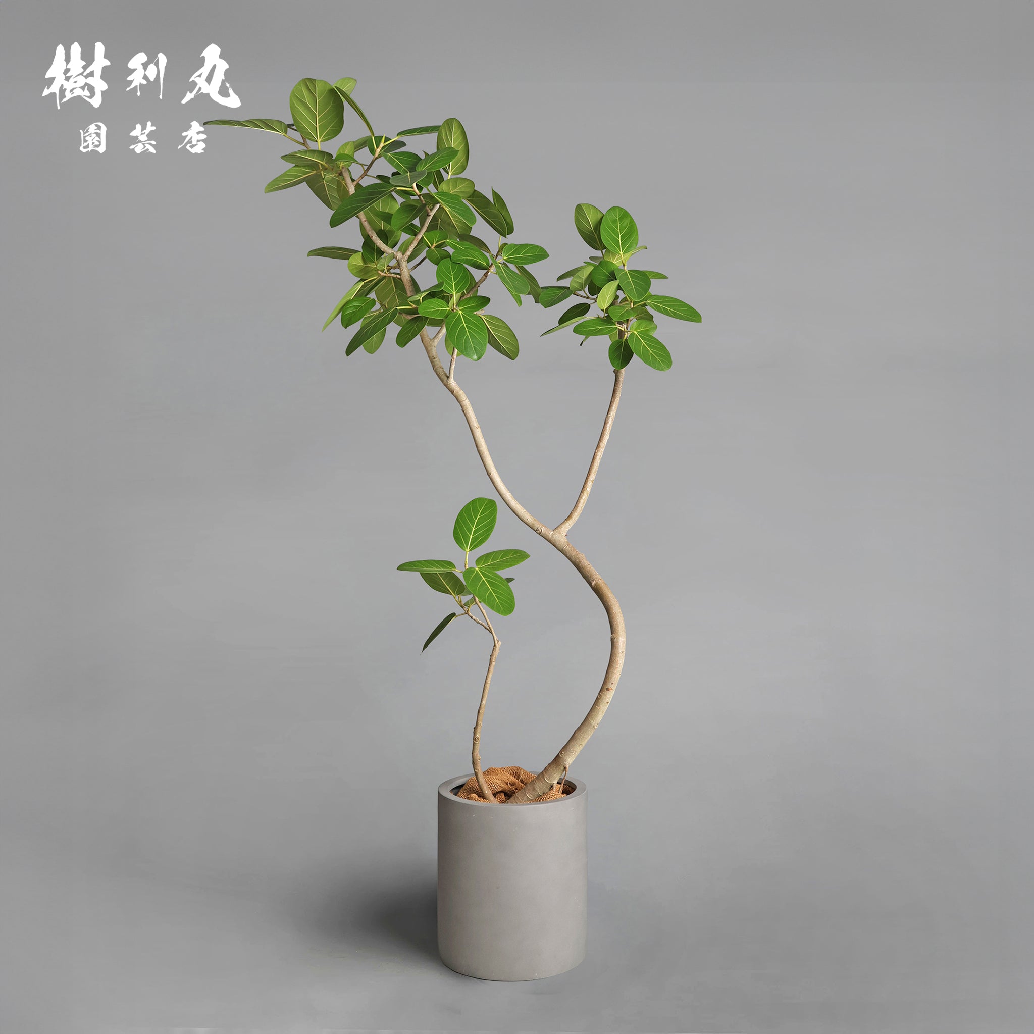 フィカス ベンガレンシス 147cm8号 Spiral tree form 包み、伸びる - フィカス ベンガレンシス｜フィカス（ゴムの木