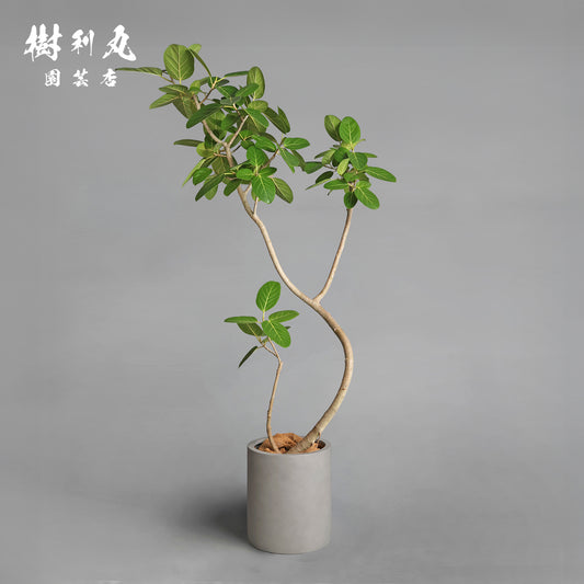 包み、伸びる - フィカス　ベンガレンシス