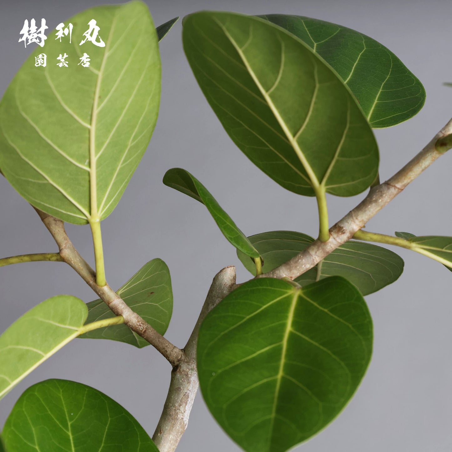 包み、伸びる - フィカス　ベンガレンシス