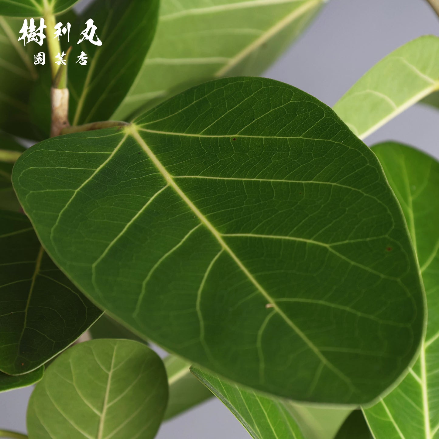 包み、伸びる - フィカス　ベンガレンシス