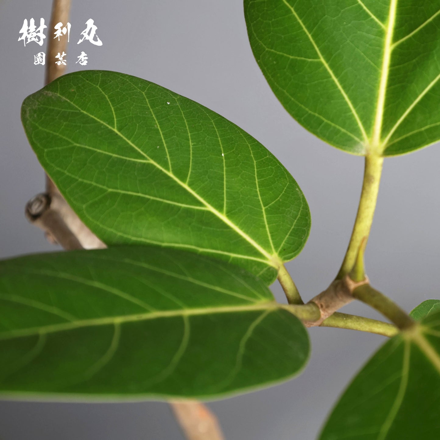 包み、伸びる - フィカス　ベンガレンシス