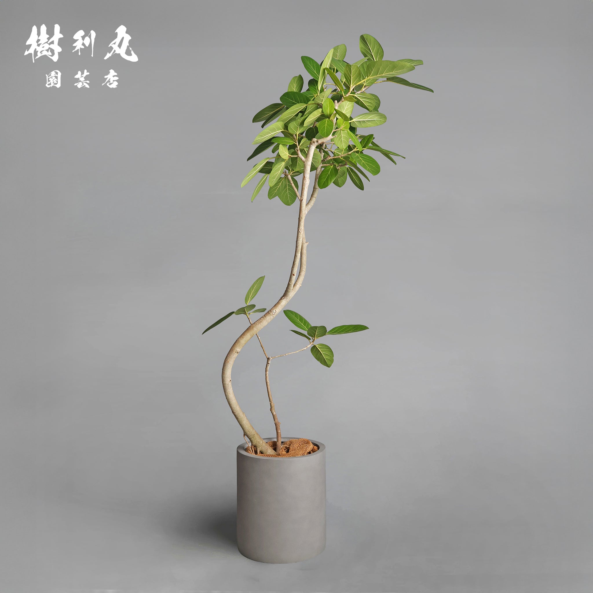 包み、伸びる - フィカス ベンガレンシス｜フィカス（ゴムの木