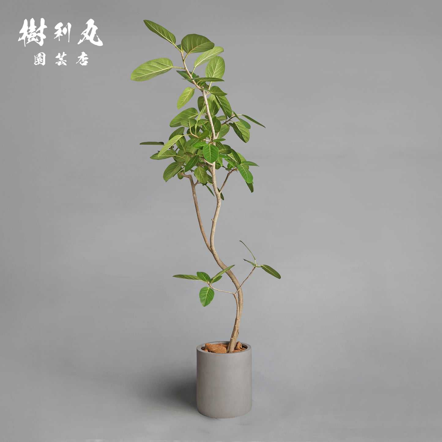 包み、伸びる - フィカス　ベンガレンシス