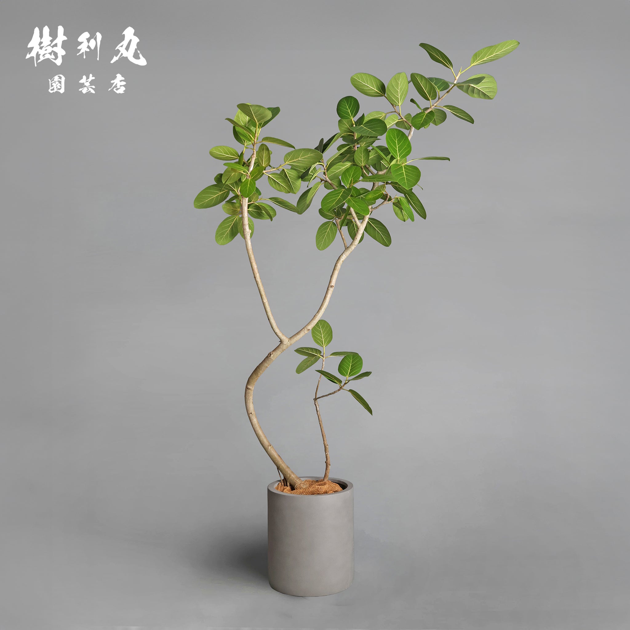 包み、伸びる - フィカス ベンガレンシス｜フィカス（ゴムの木