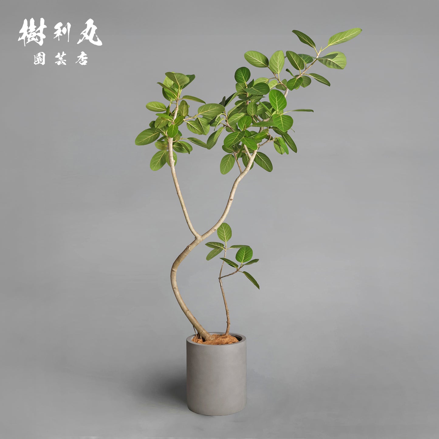 包み、伸びる - フィカス　ベンガレンシス