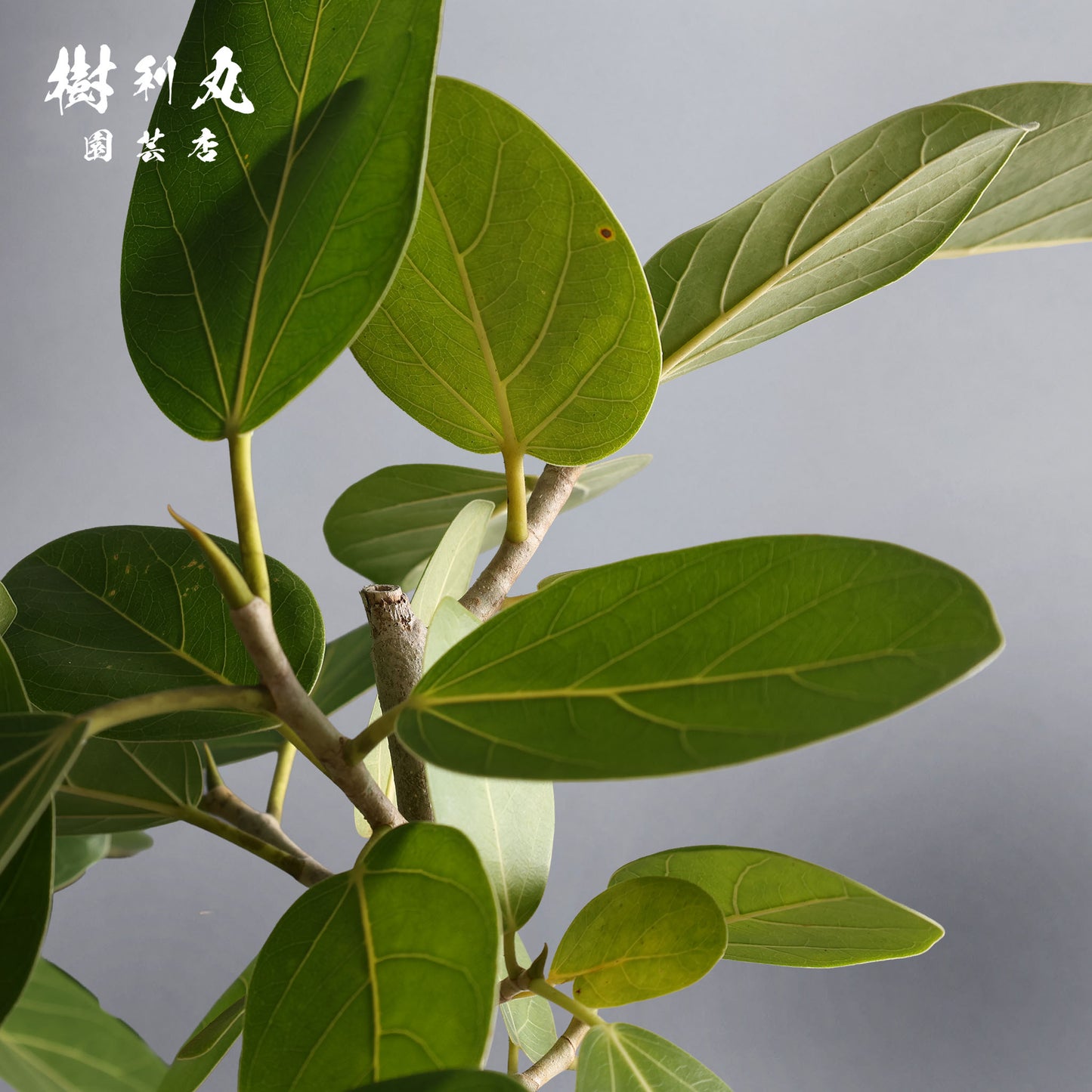 包み、伸びる - フィカス　ベンガレンシス