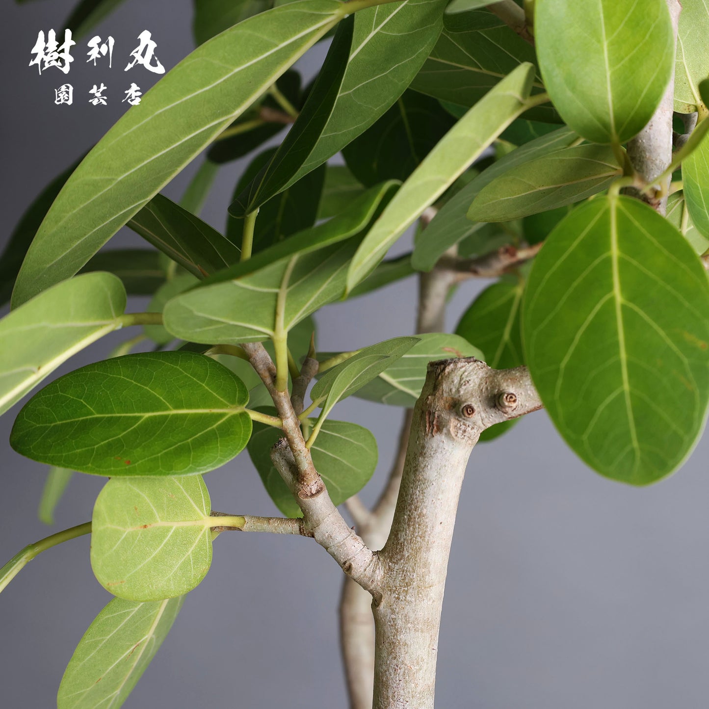 包み、伸びる - フィカス　ベンガレンシス