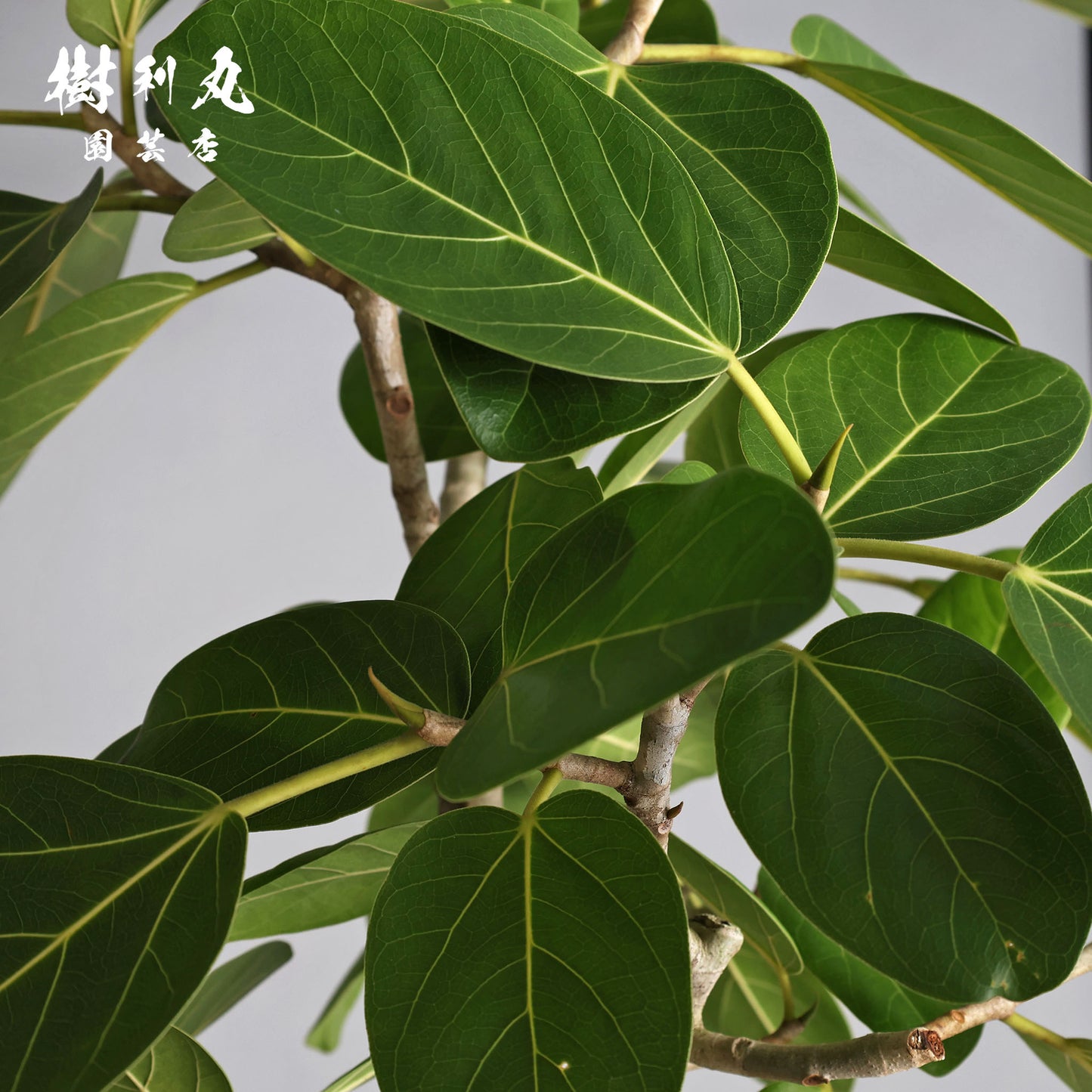 包み、伸びる - フィカス　ベンガレンシス