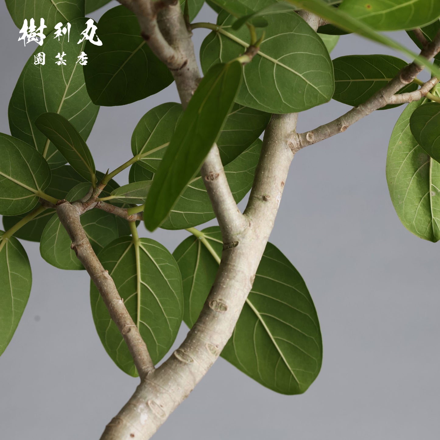 包み、伸びる - フィカス　ベンガレンシス