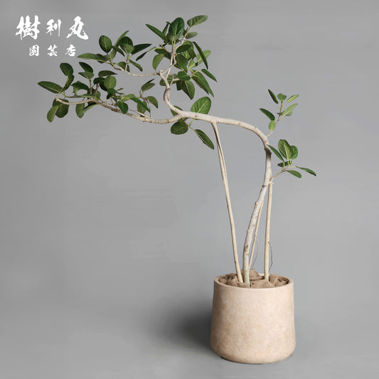 横へ、深く - フィカス　ベンガレンシス