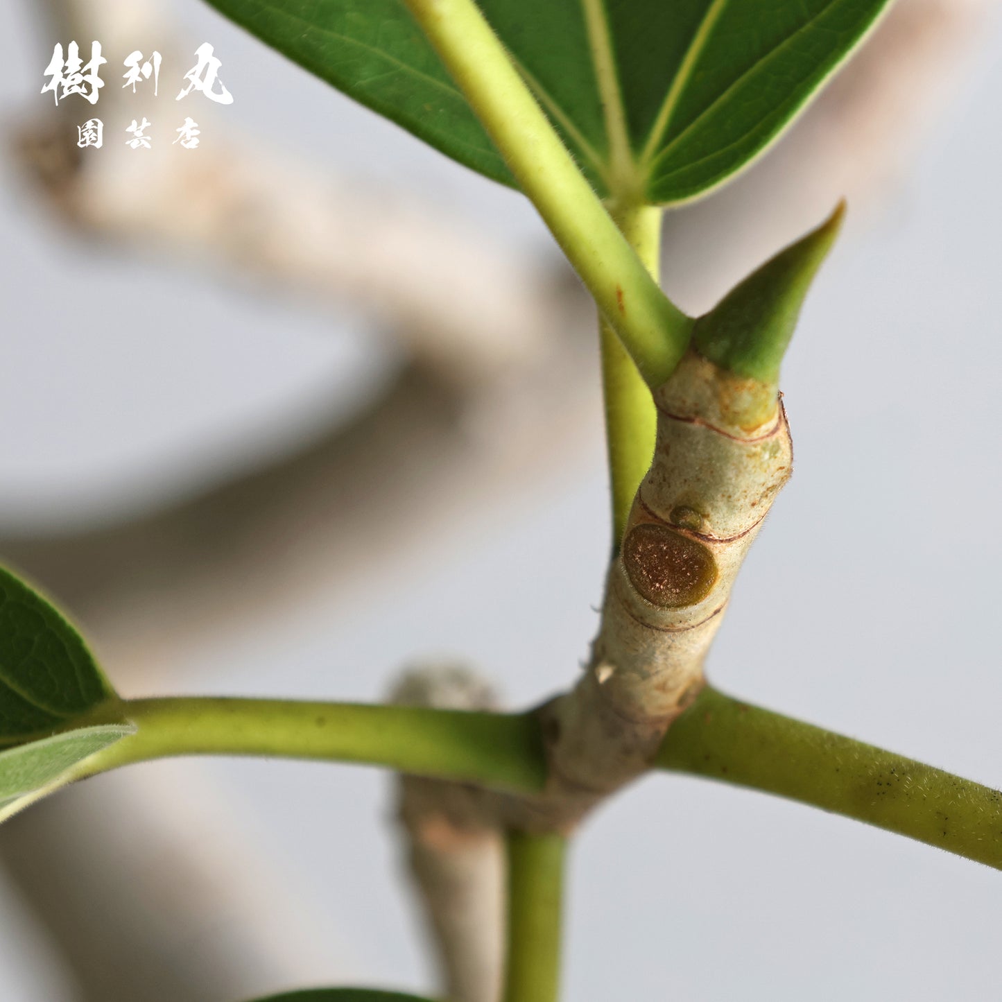 横へ、深く - フィカス　ベンガレンシス