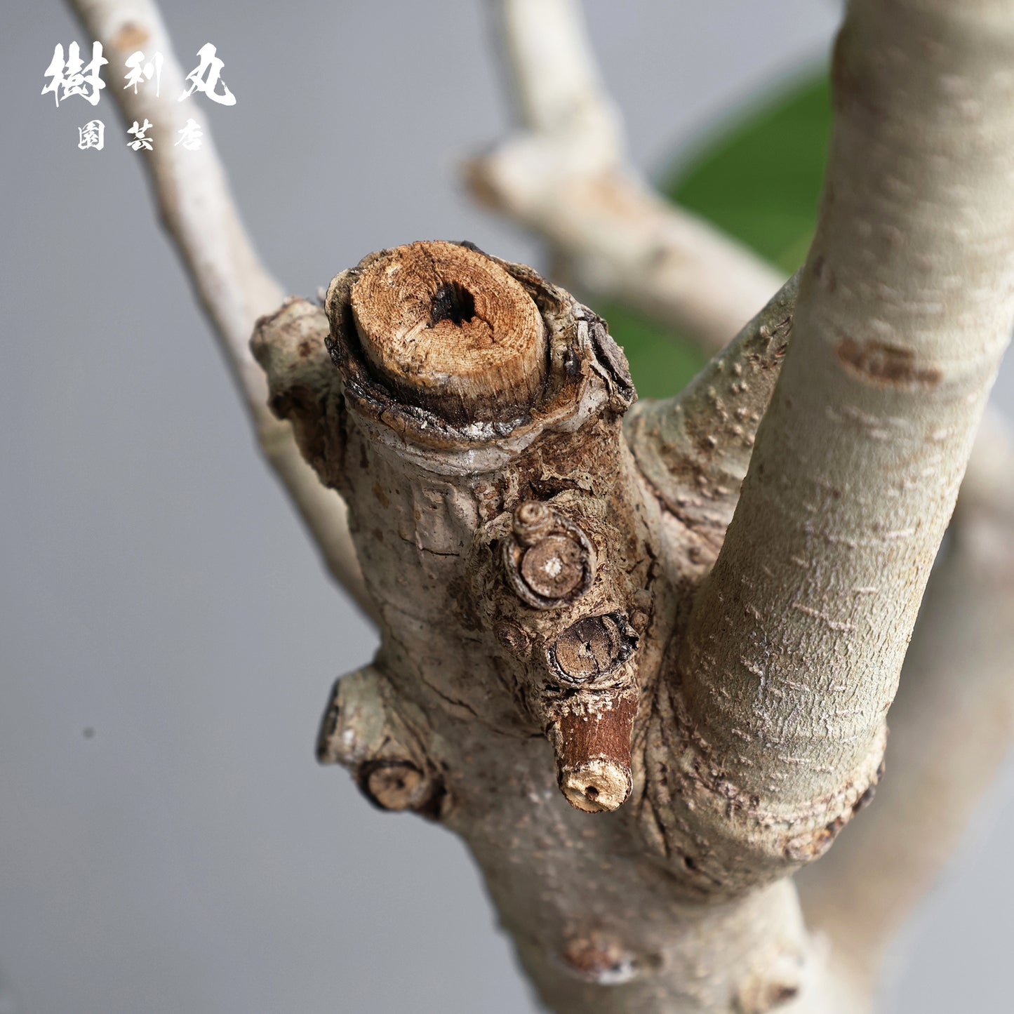 横へ、深く - フィカス　ベンガレンシス