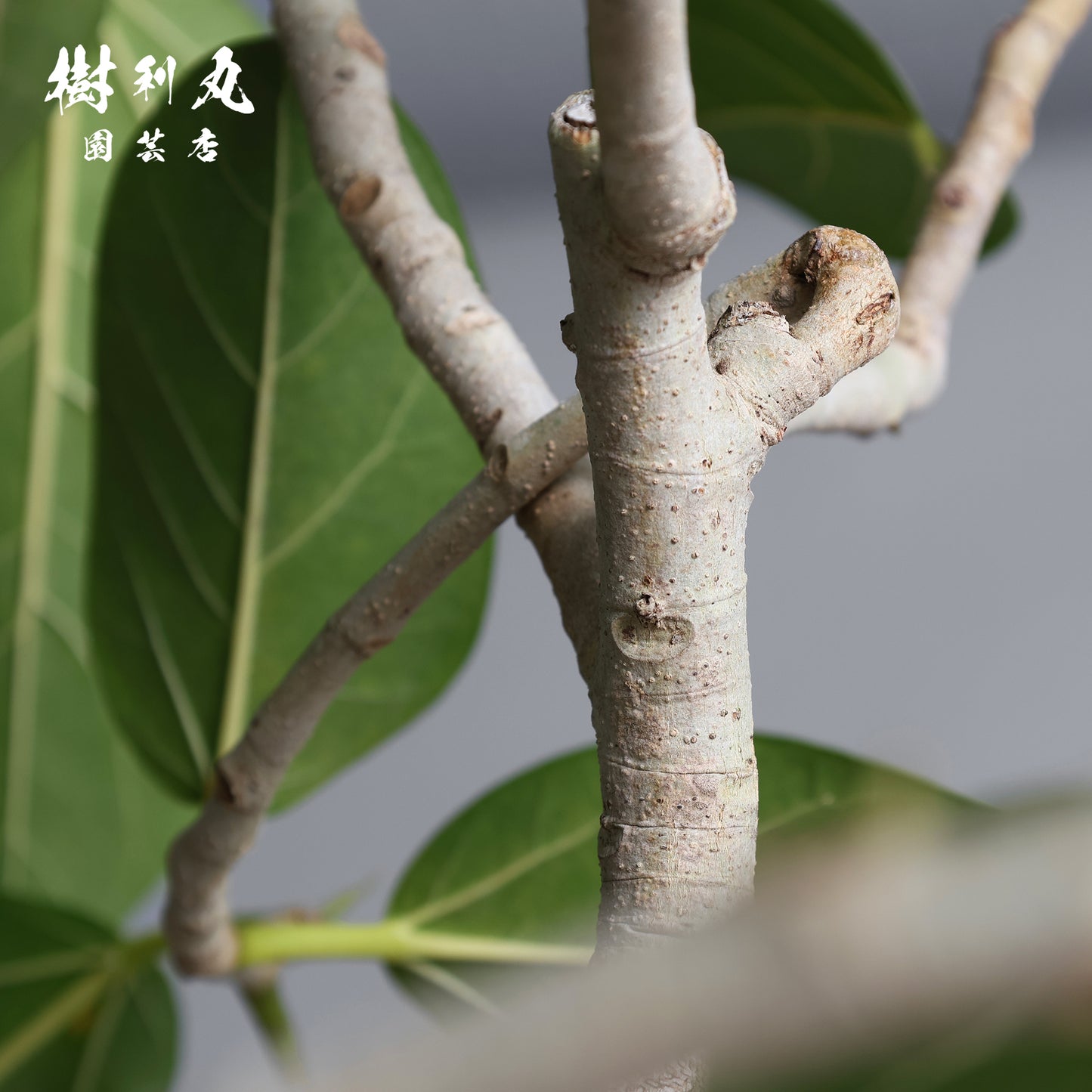 横へ、深く - フィカス　ベンガレンシス