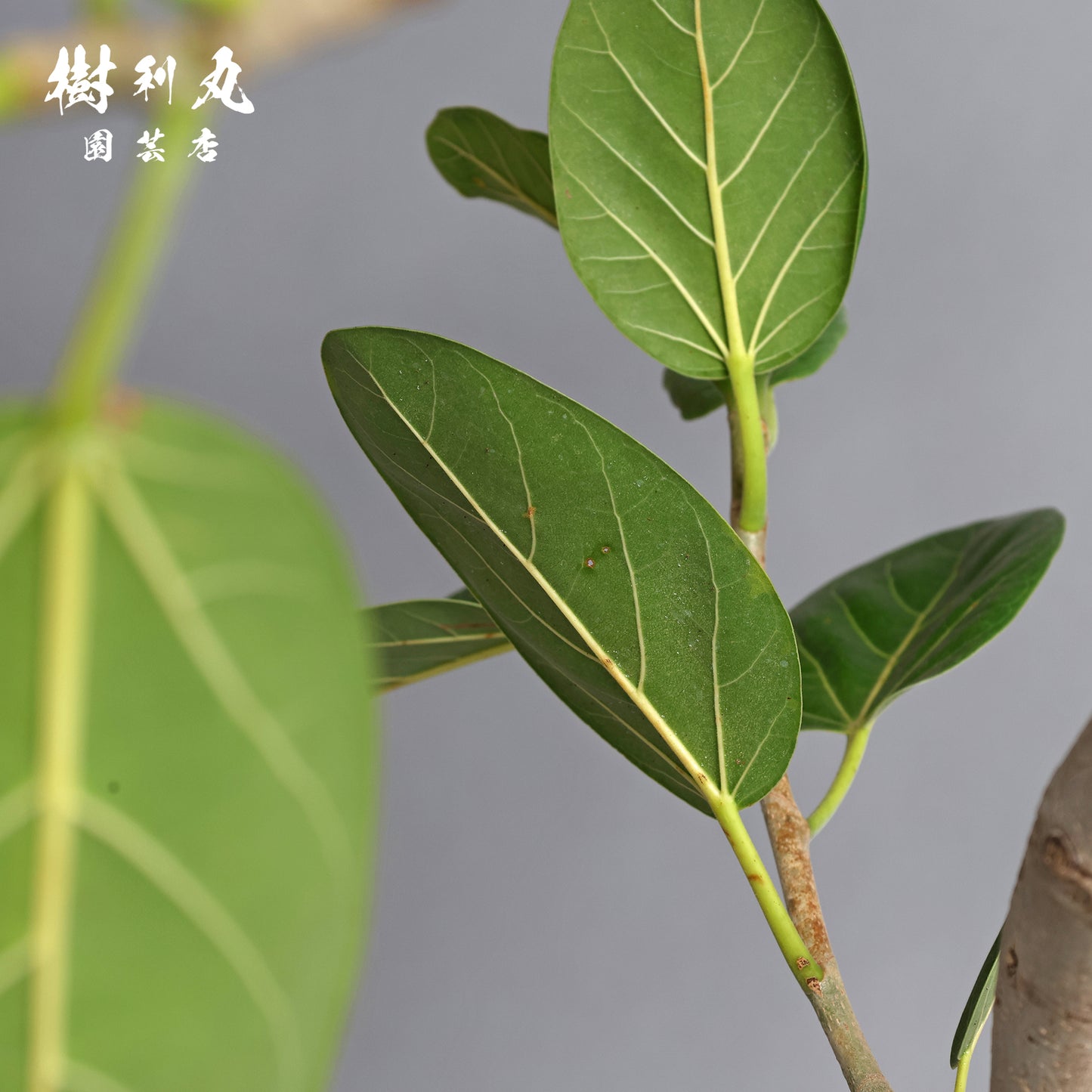 横へ、深く - フィカス　ベンガレンシス