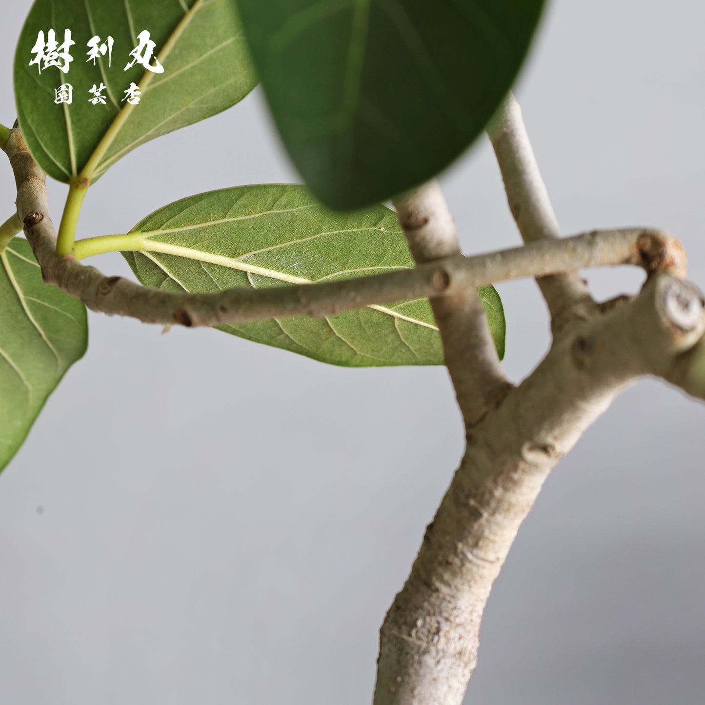 横へ、深く - フィカス　ベンガレンシス