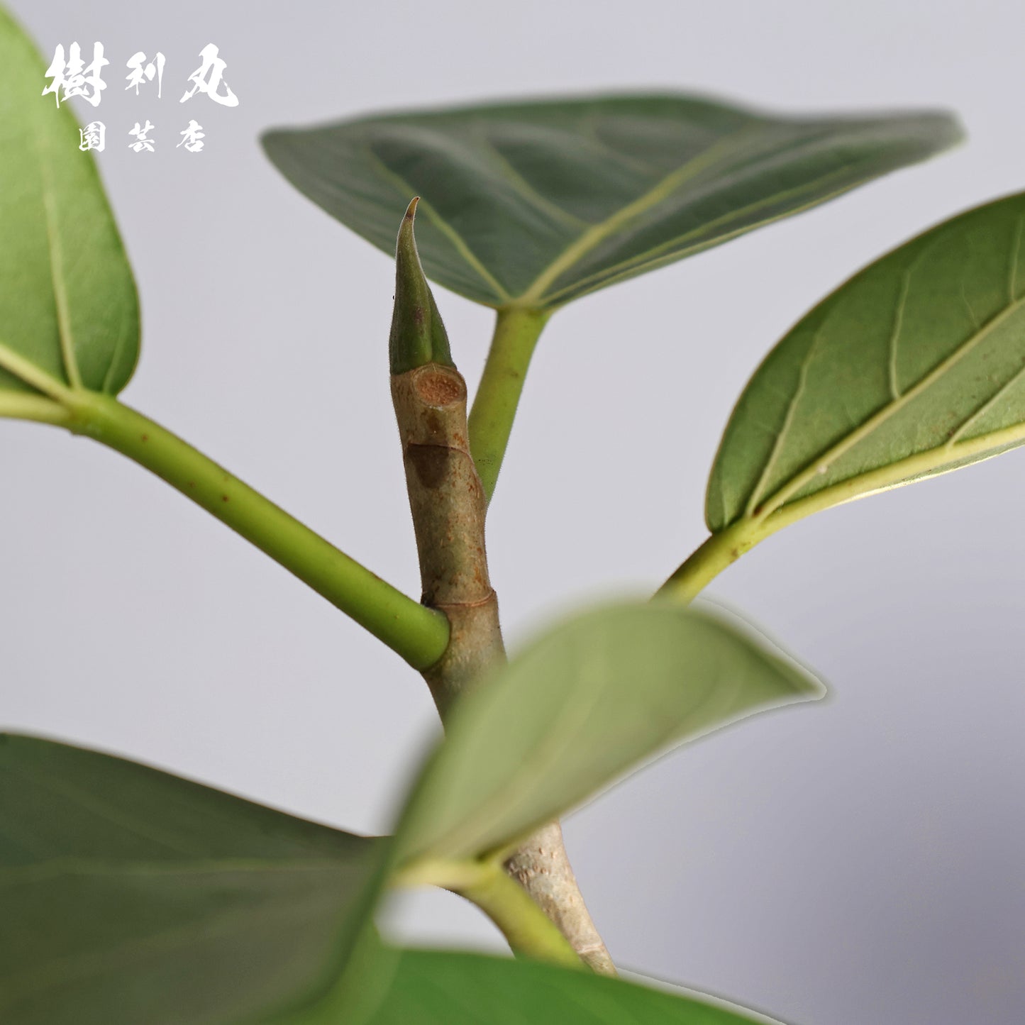 横へ、深く - フィカス　ベンガレンシス