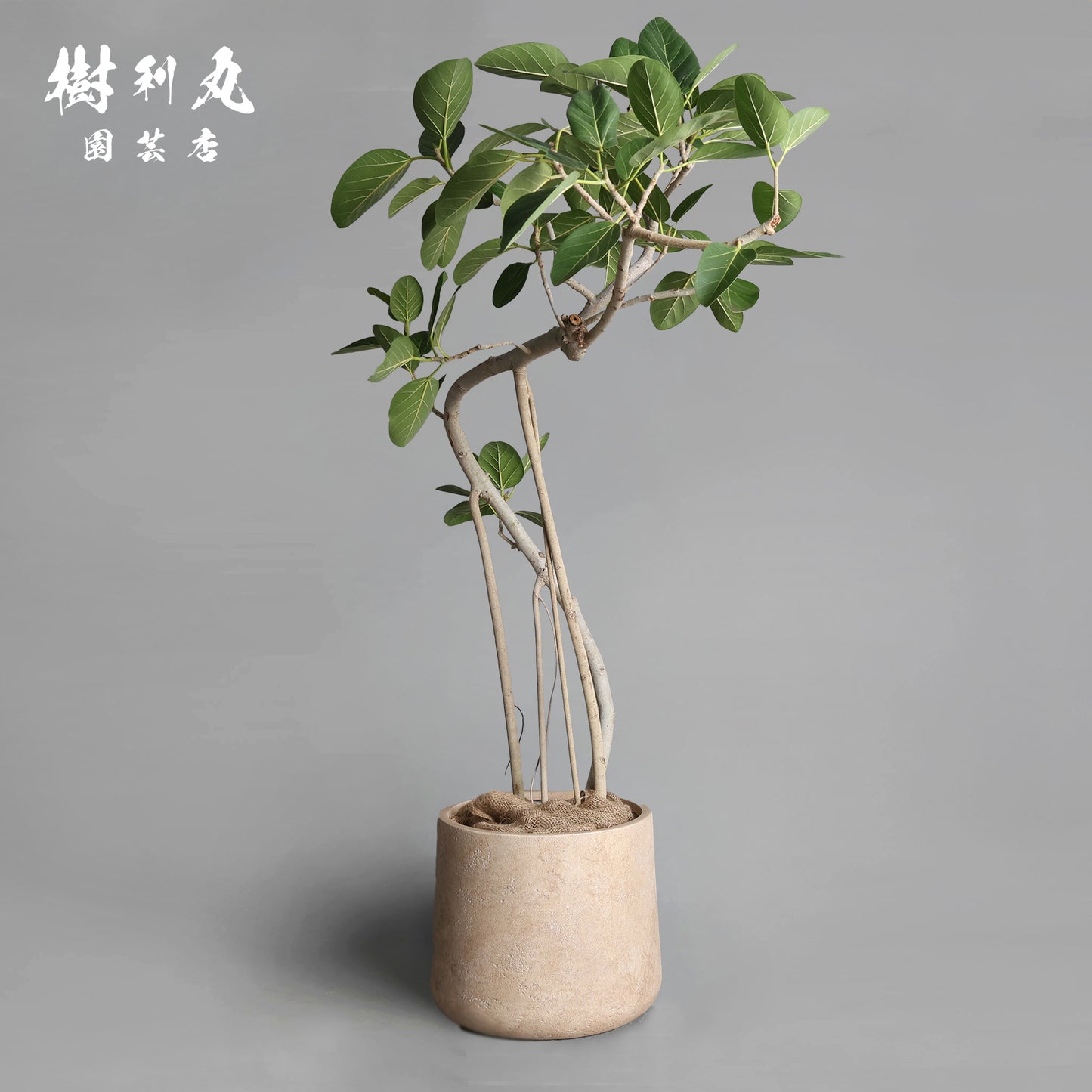 横へ、深く - フィカス　ベンガレンシス