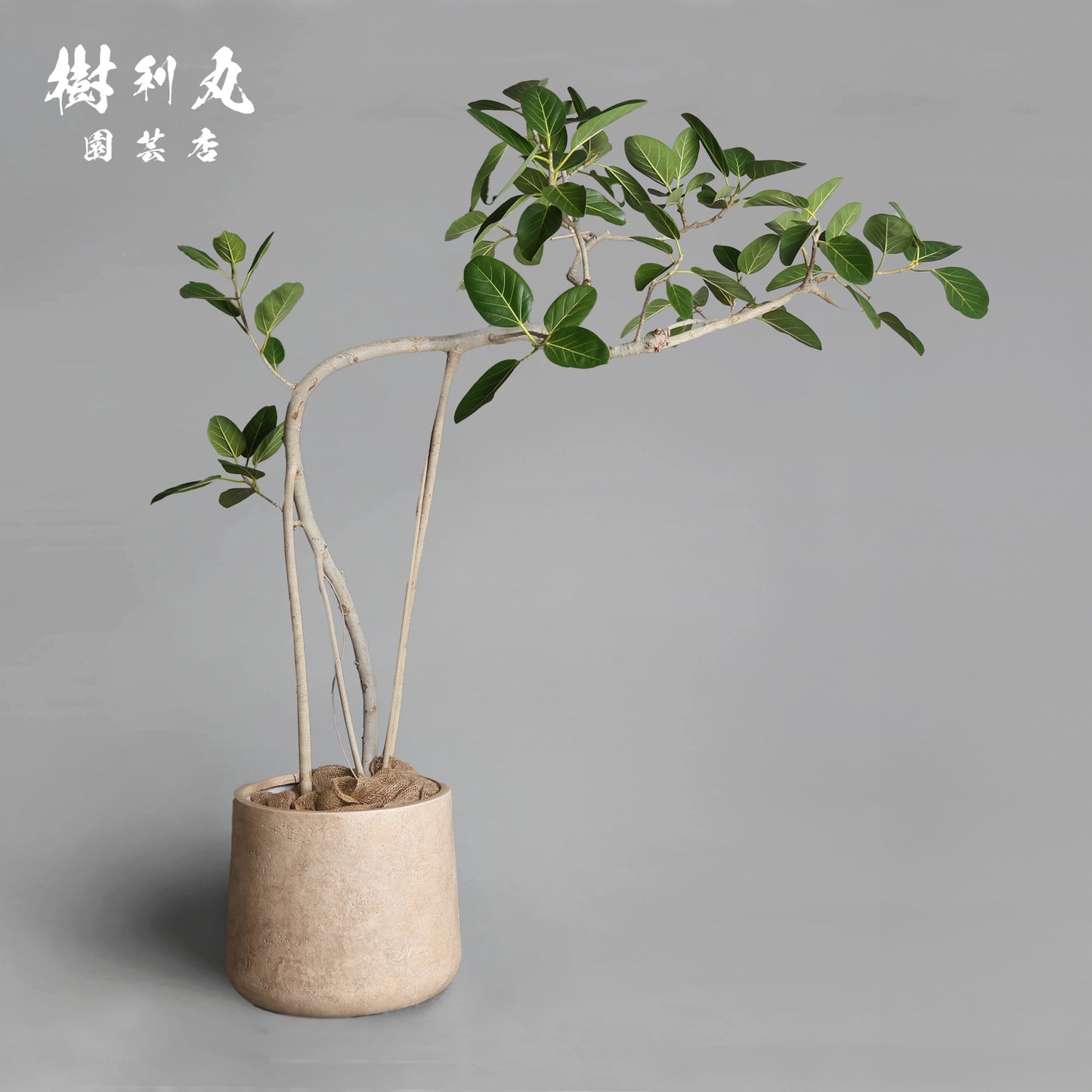 横へ、深く - フィカス　ベンガレンシス